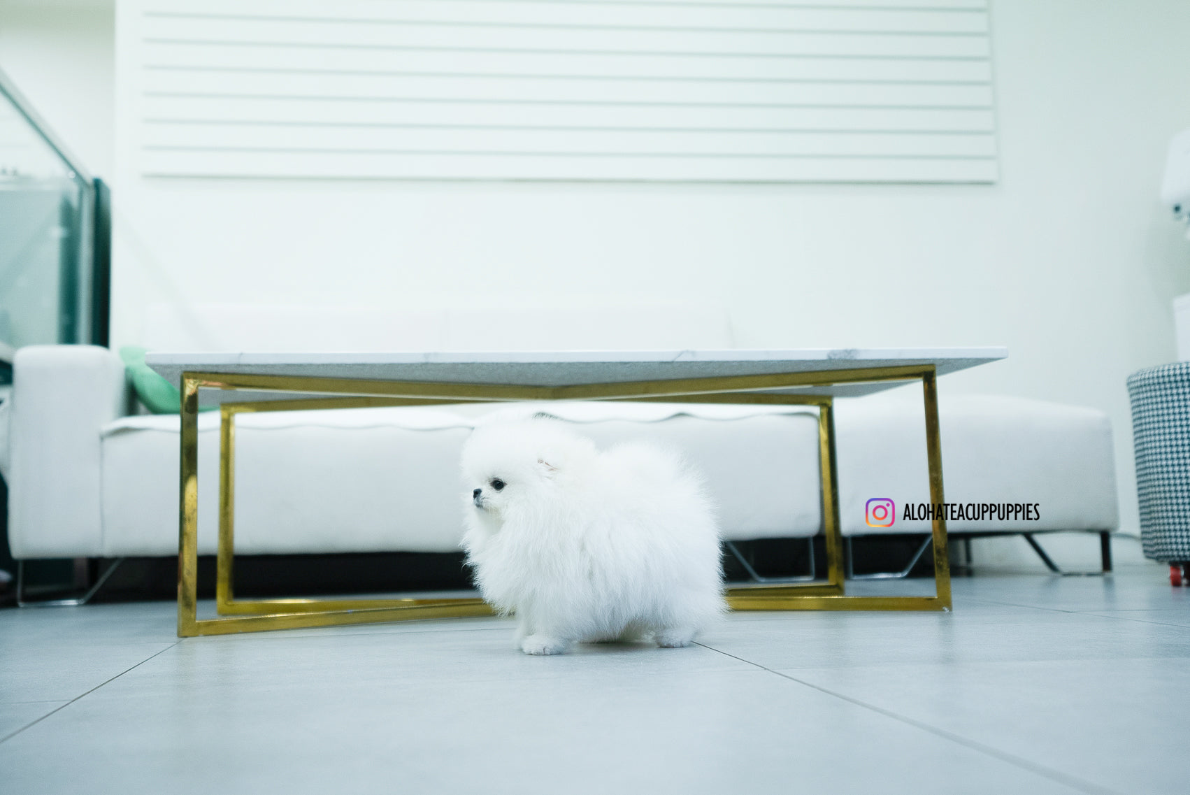 Aphrodite [TEACUP POMERANIAN]