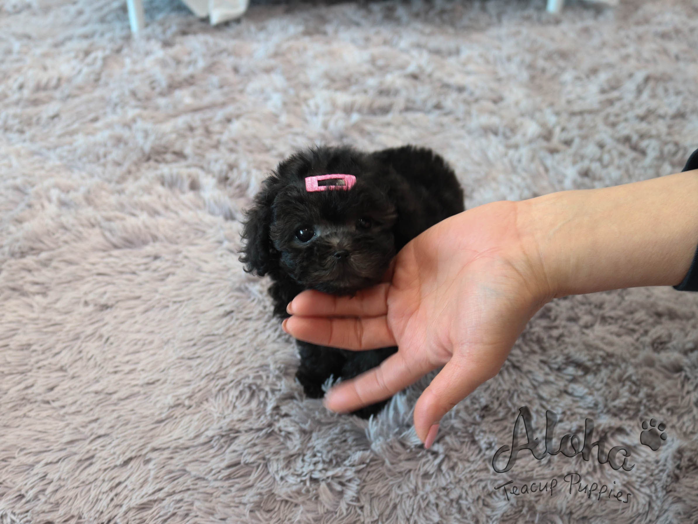 Bella [TEACUP POODLE]