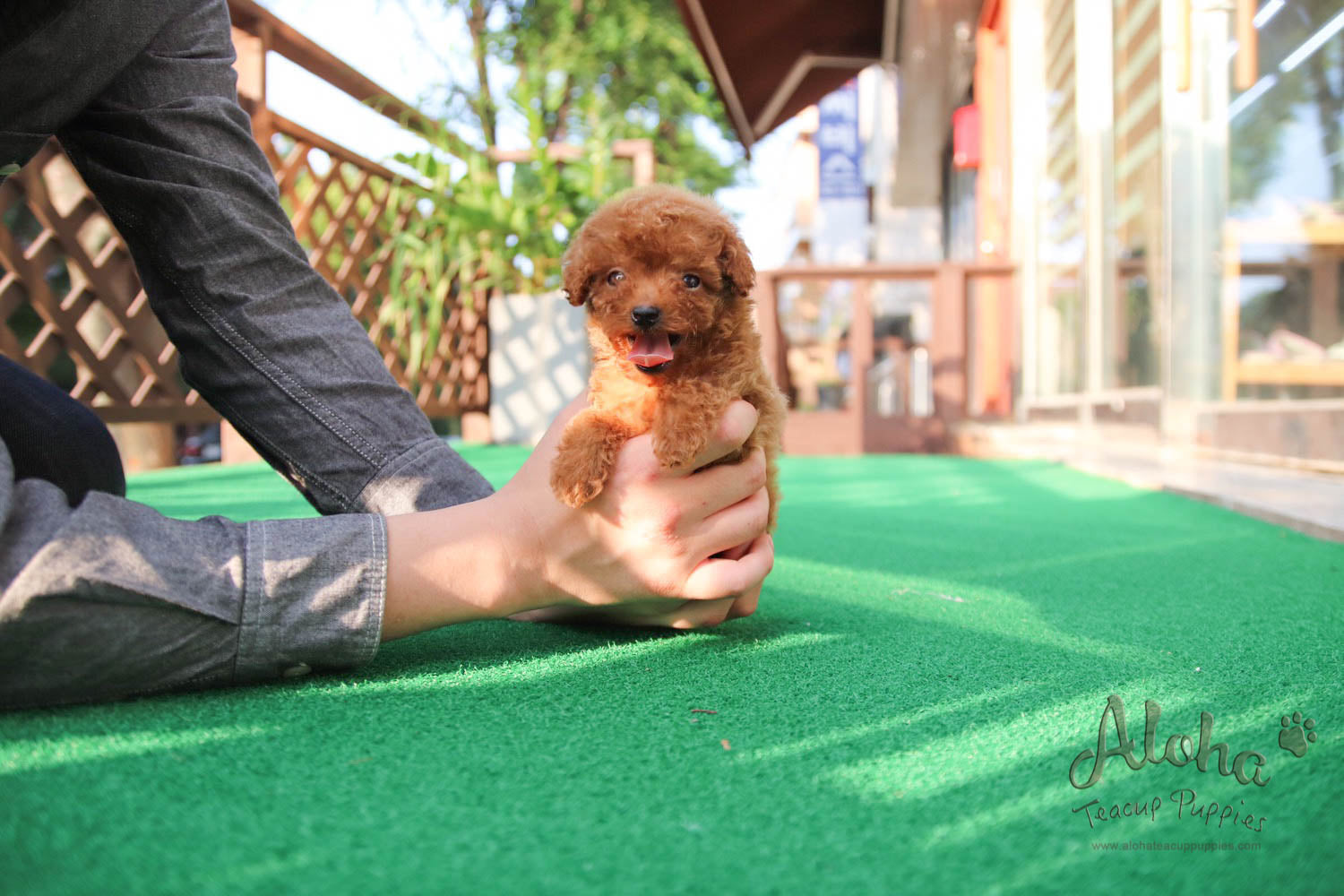 Jordan - [Poodle]