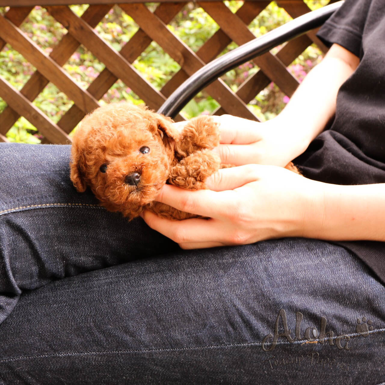 Sold to Ana, CHEESE - [Teacup Poodle]