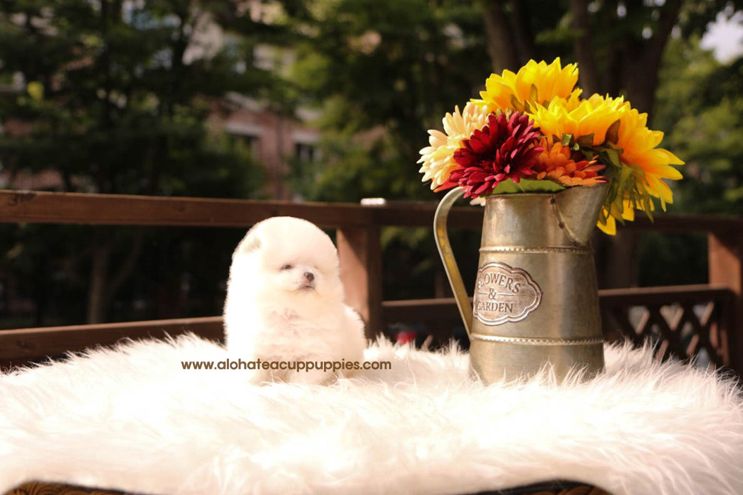Phoebe - [Pomerania] - Vendida a Jason Chen