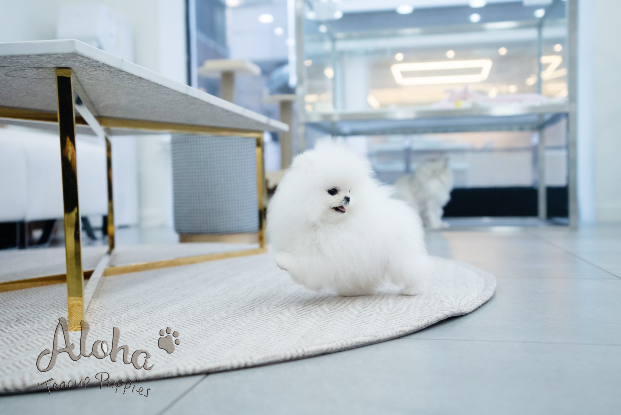 Annabel [TEACUP POMERANIAN]