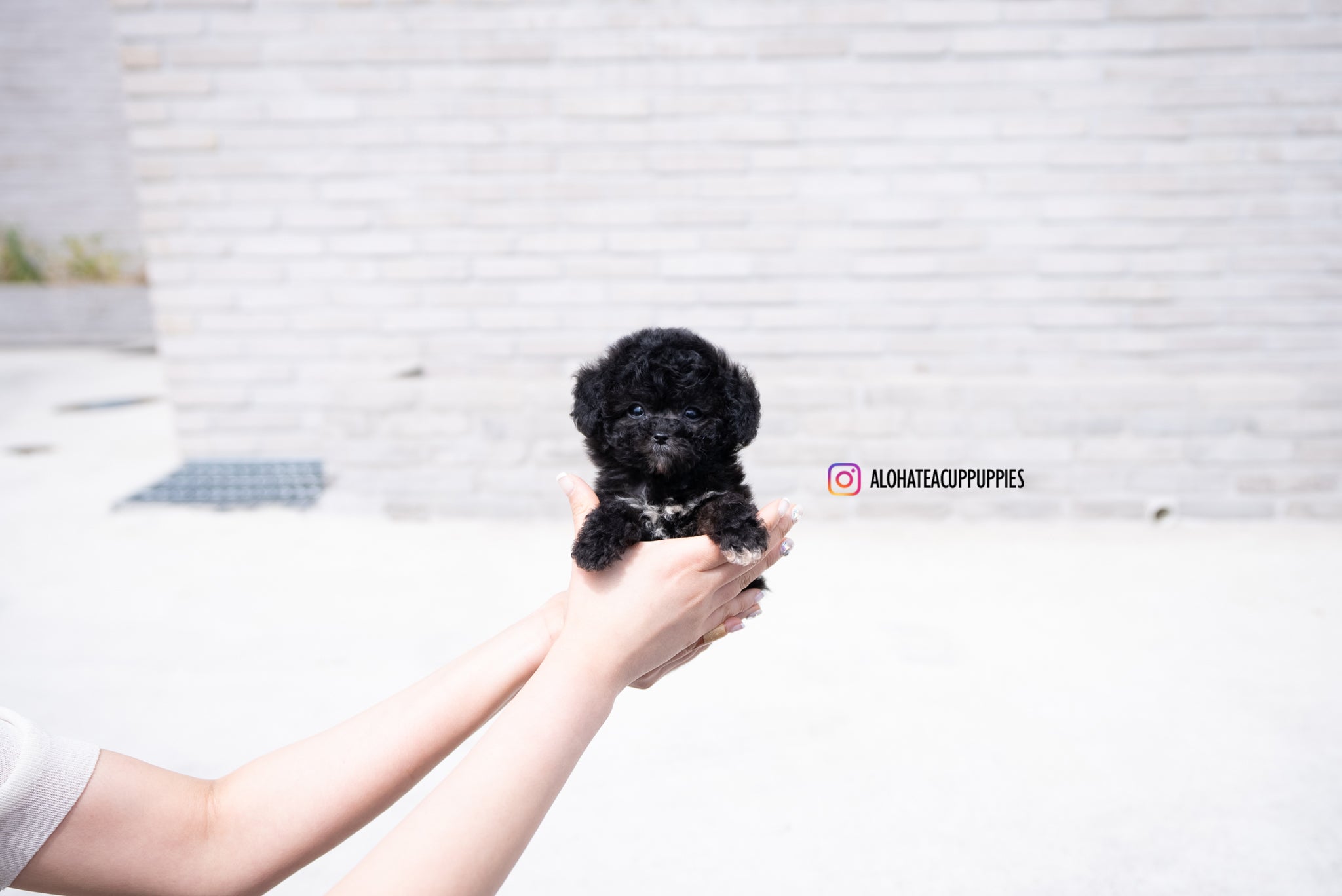 Maeve [TEACUP POODLE]