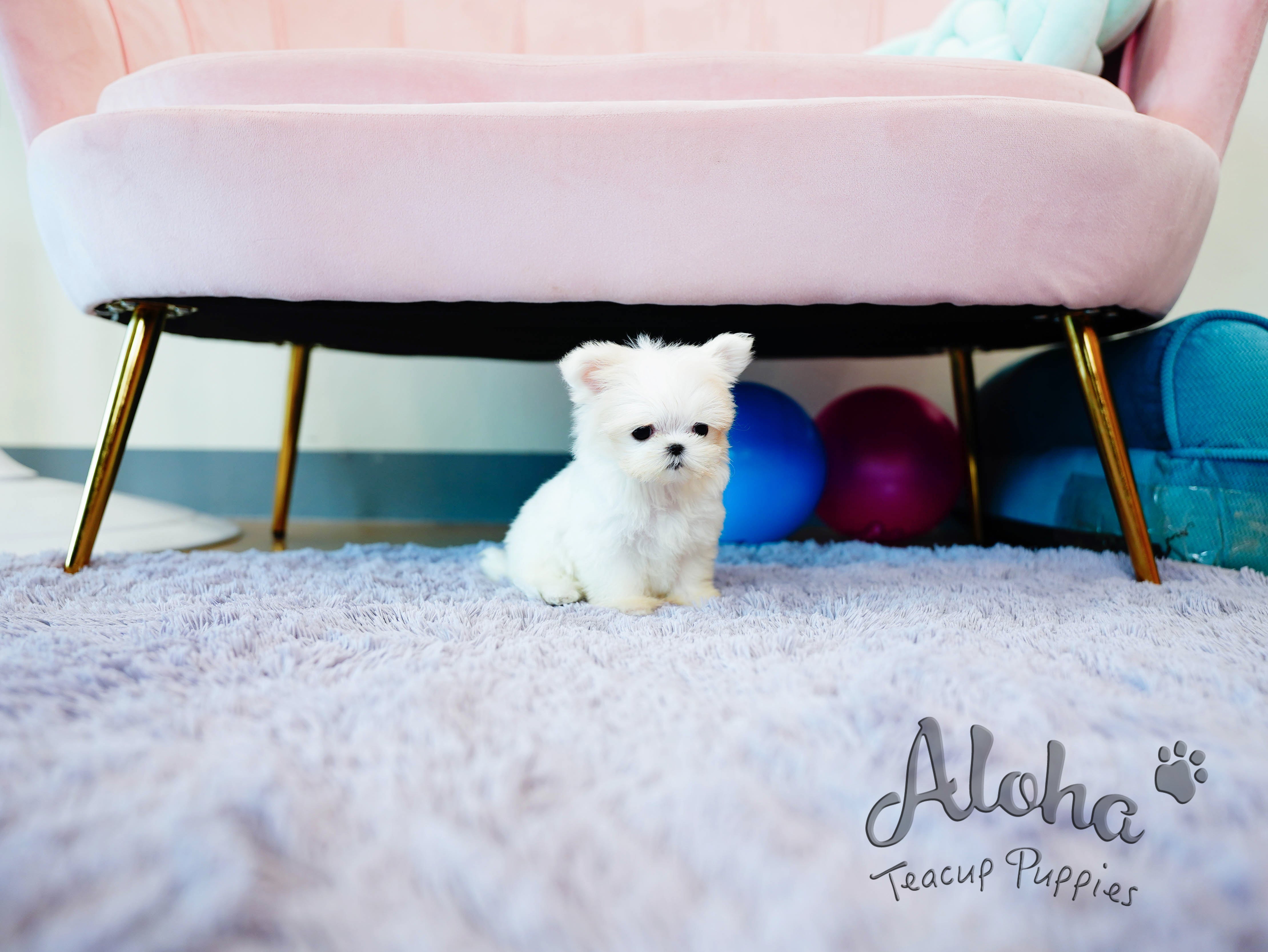 Momo [TEACUP MALTESE]