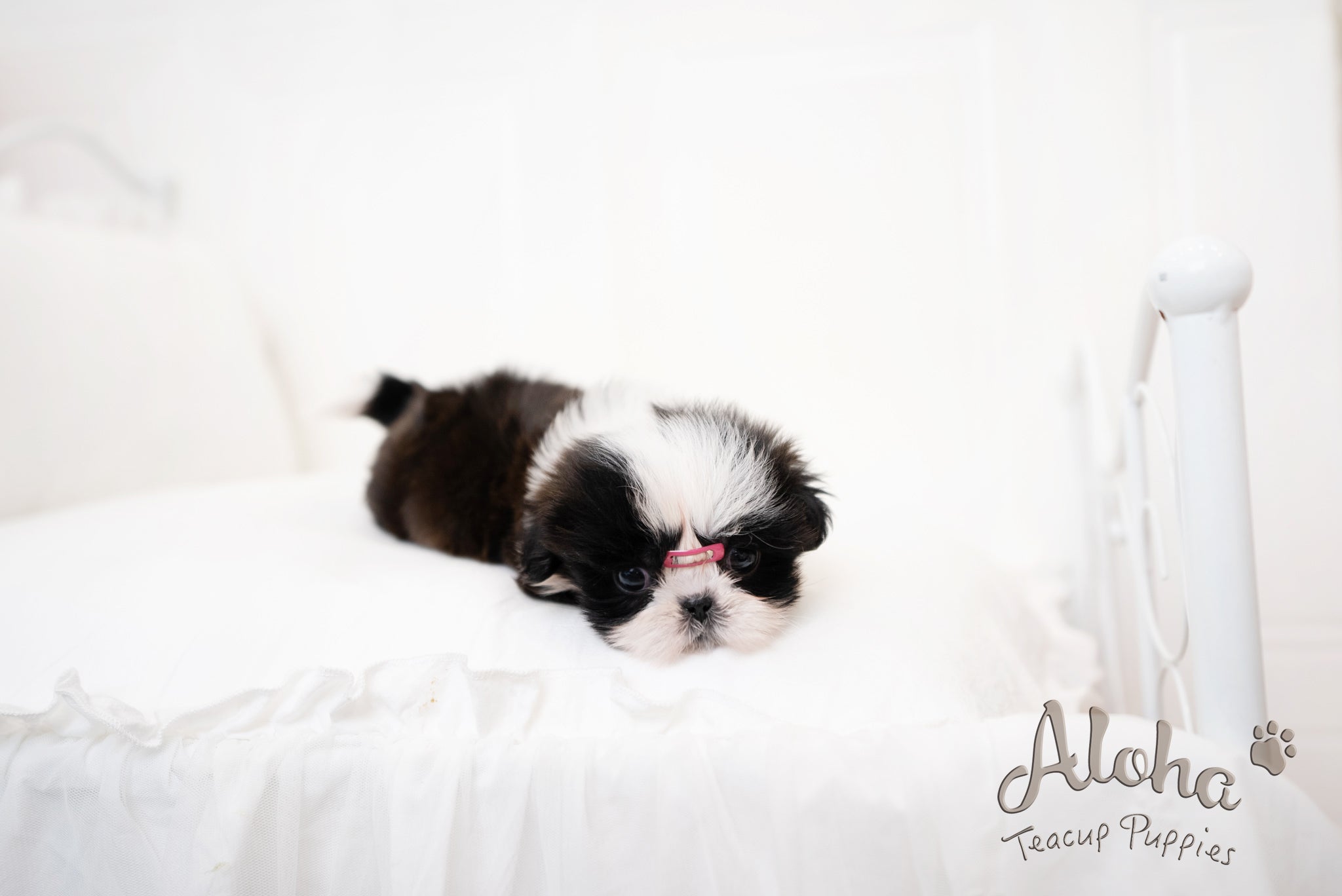 Zana [TEACUP Shihtzu]