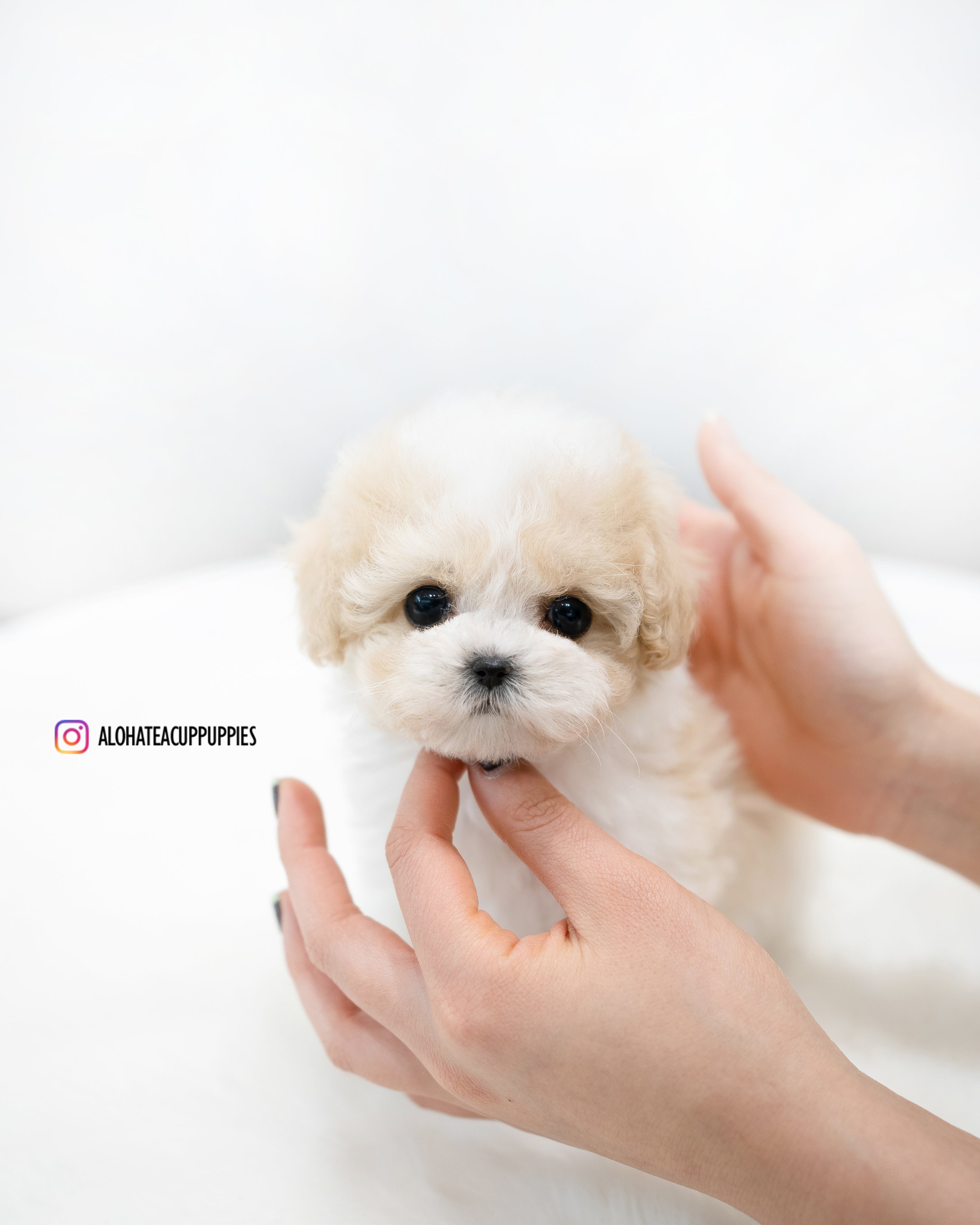 Rory [TEACUP POODLE]