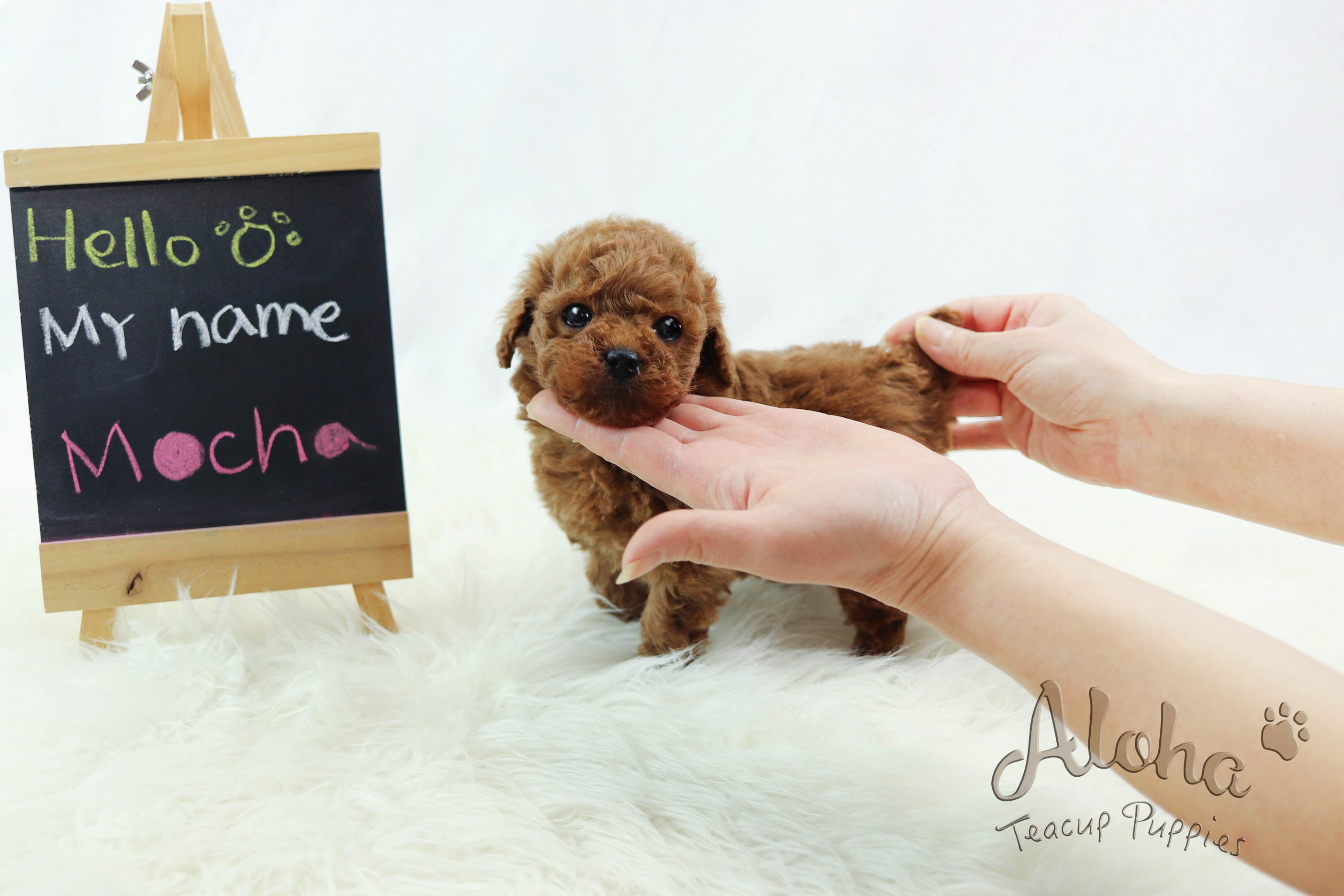 Sold to Jamie, Mocha [TEACUP POODLE]