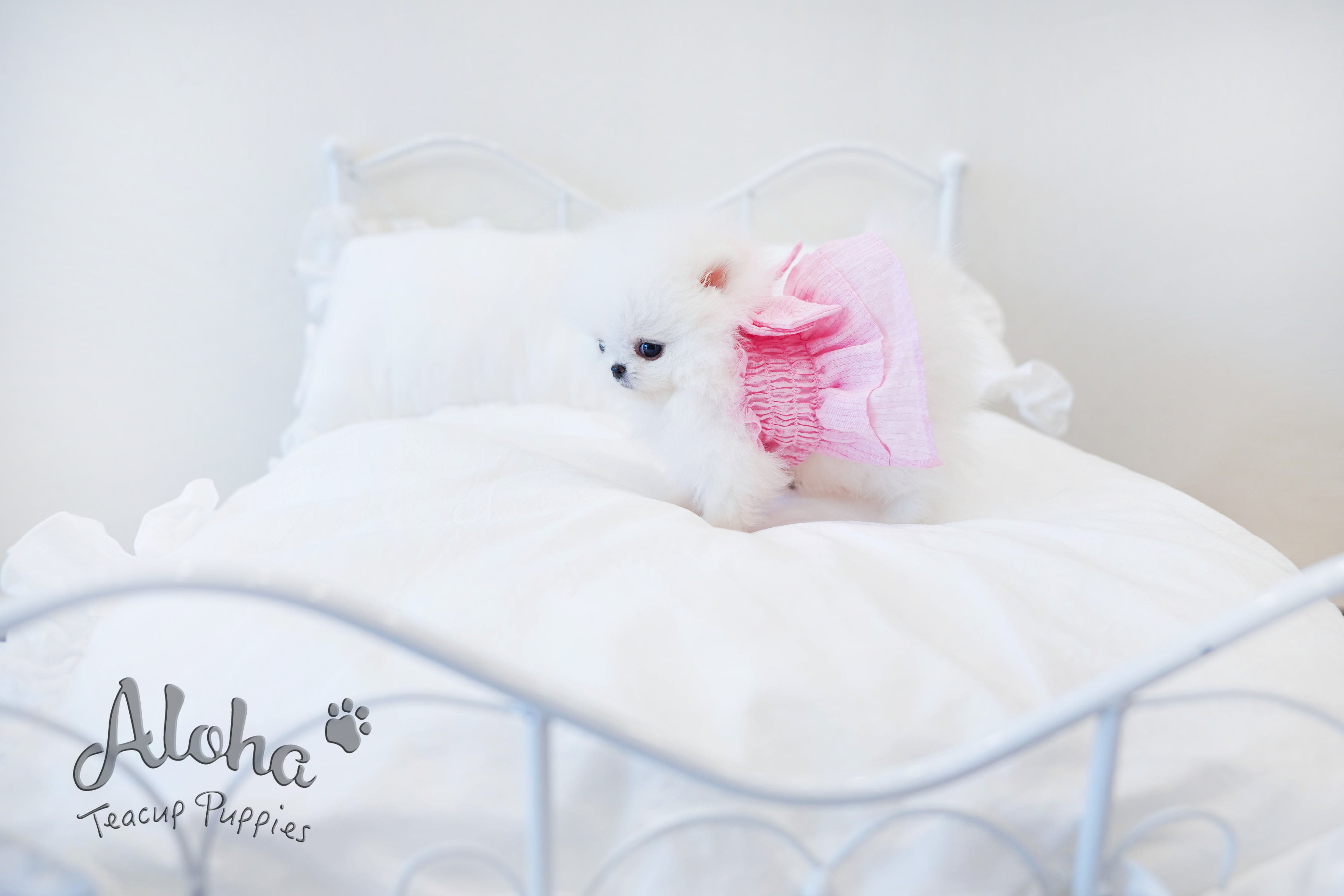 Merry [TEACUP POMERANIAN]