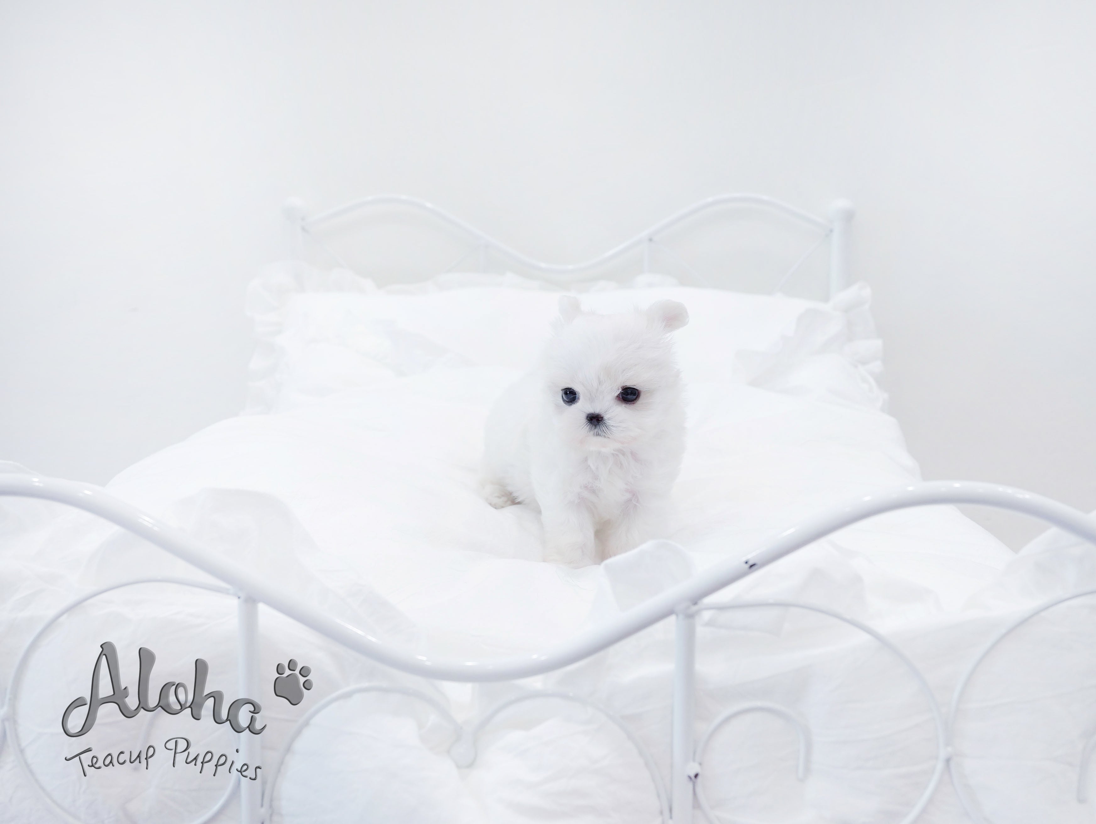 Ben [TEACUP MALTESE]