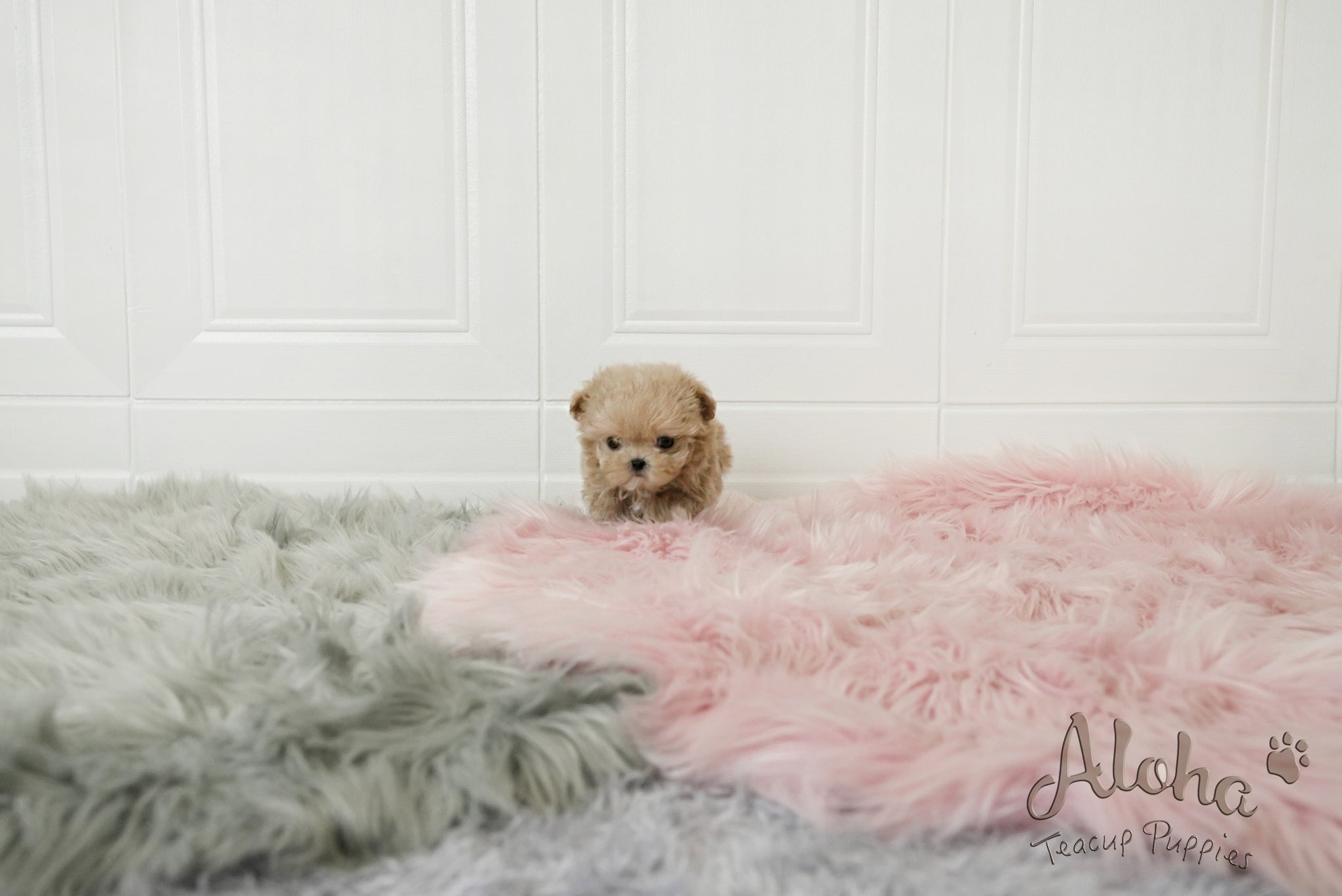 Jerry [TEACUP MALTIPOO]