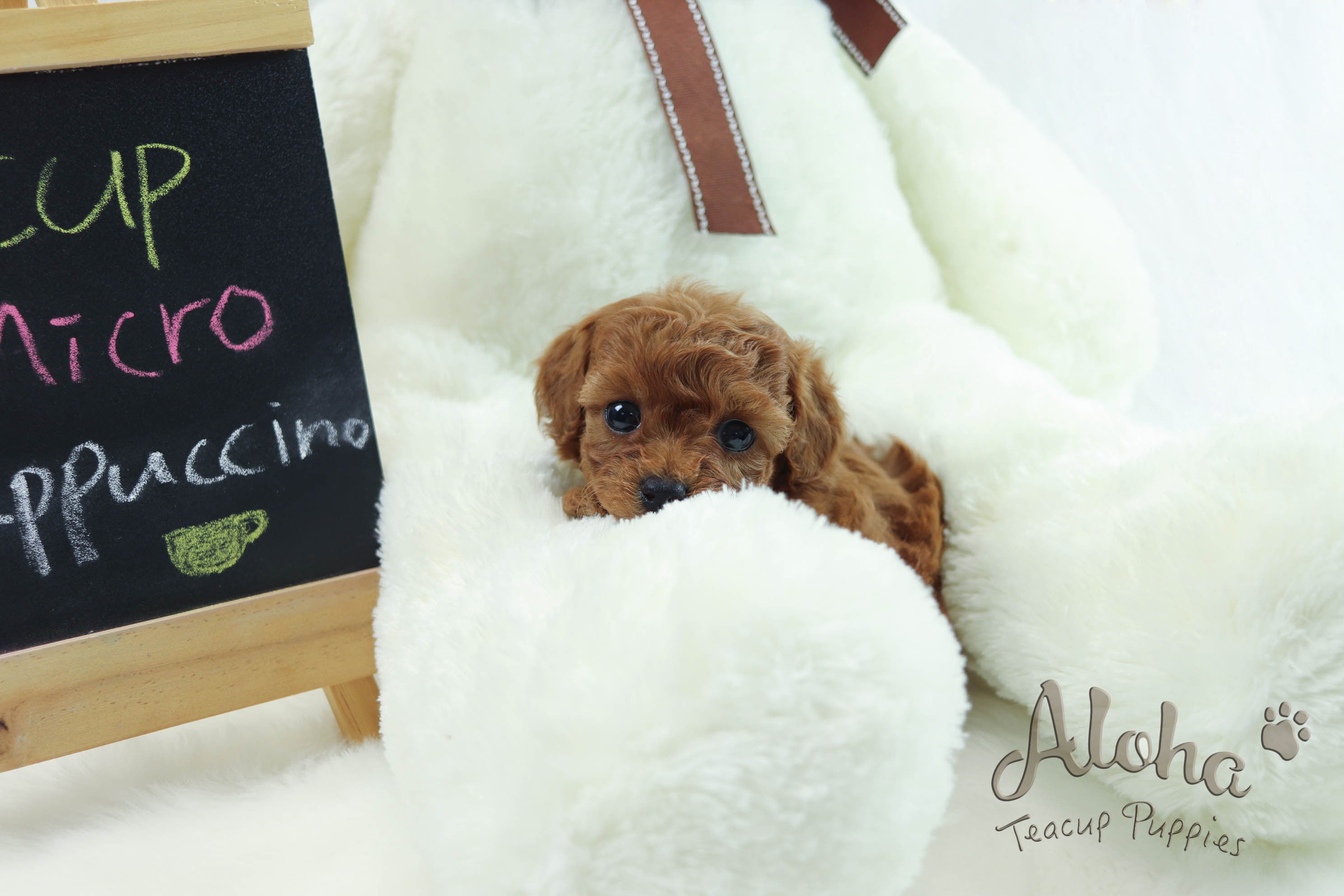 Sold to Tisha, Cappuccino [Teacup Poodle]
