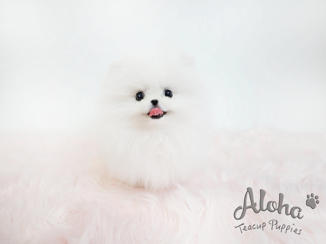 Toby [TEACUP POMERANIAN]