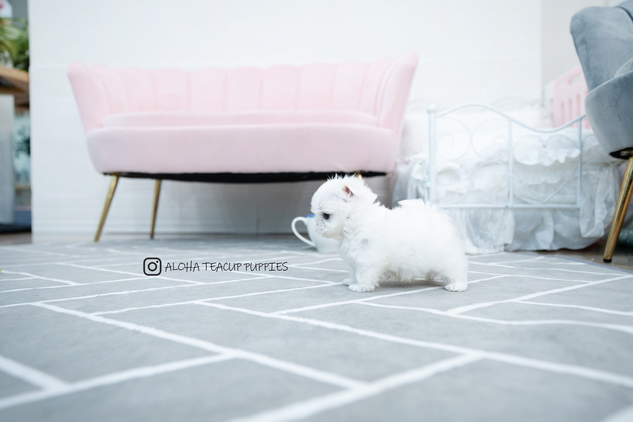 Tayo [TEACUP MALTESE]