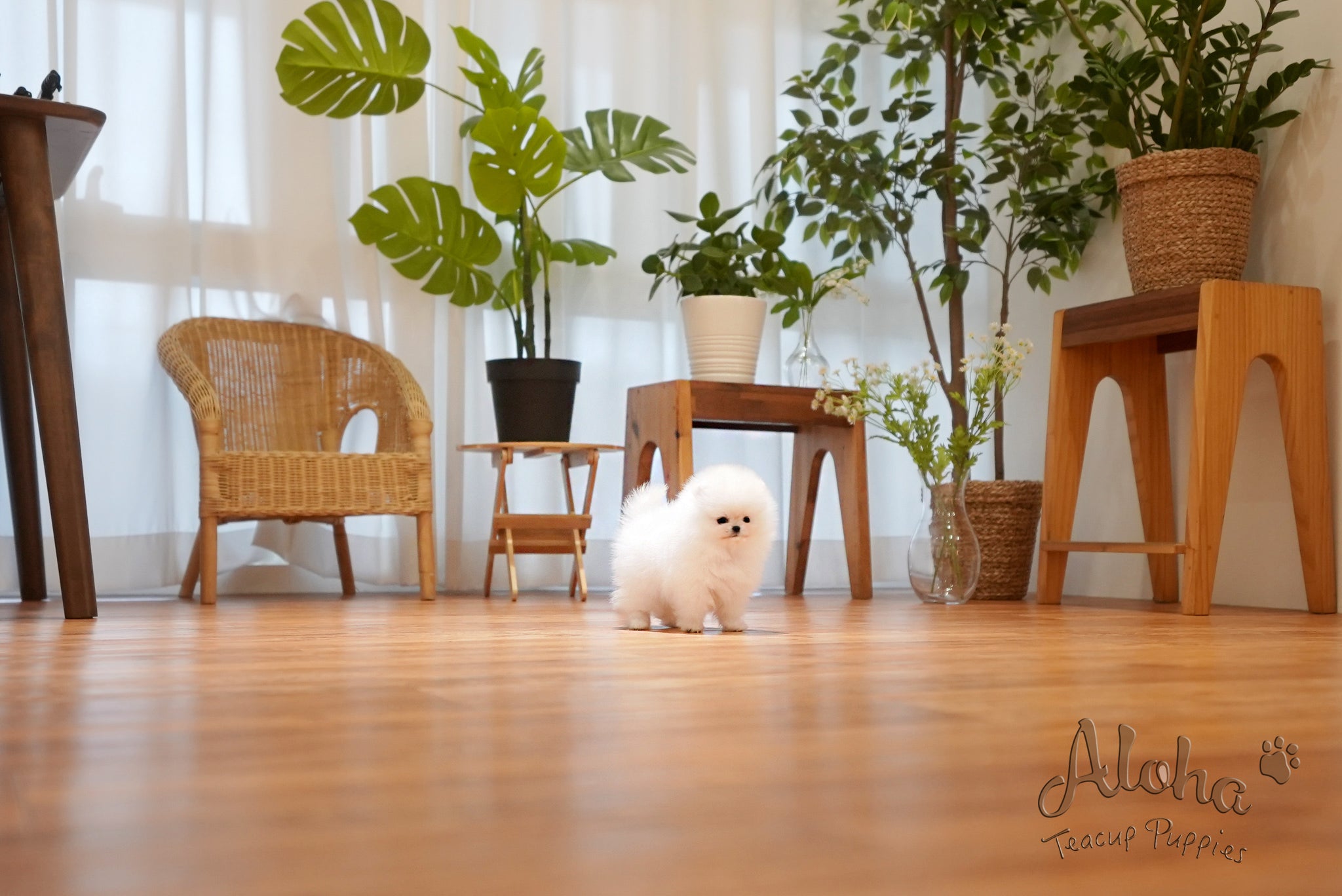 Anna [TEACUP POMERANIAN]