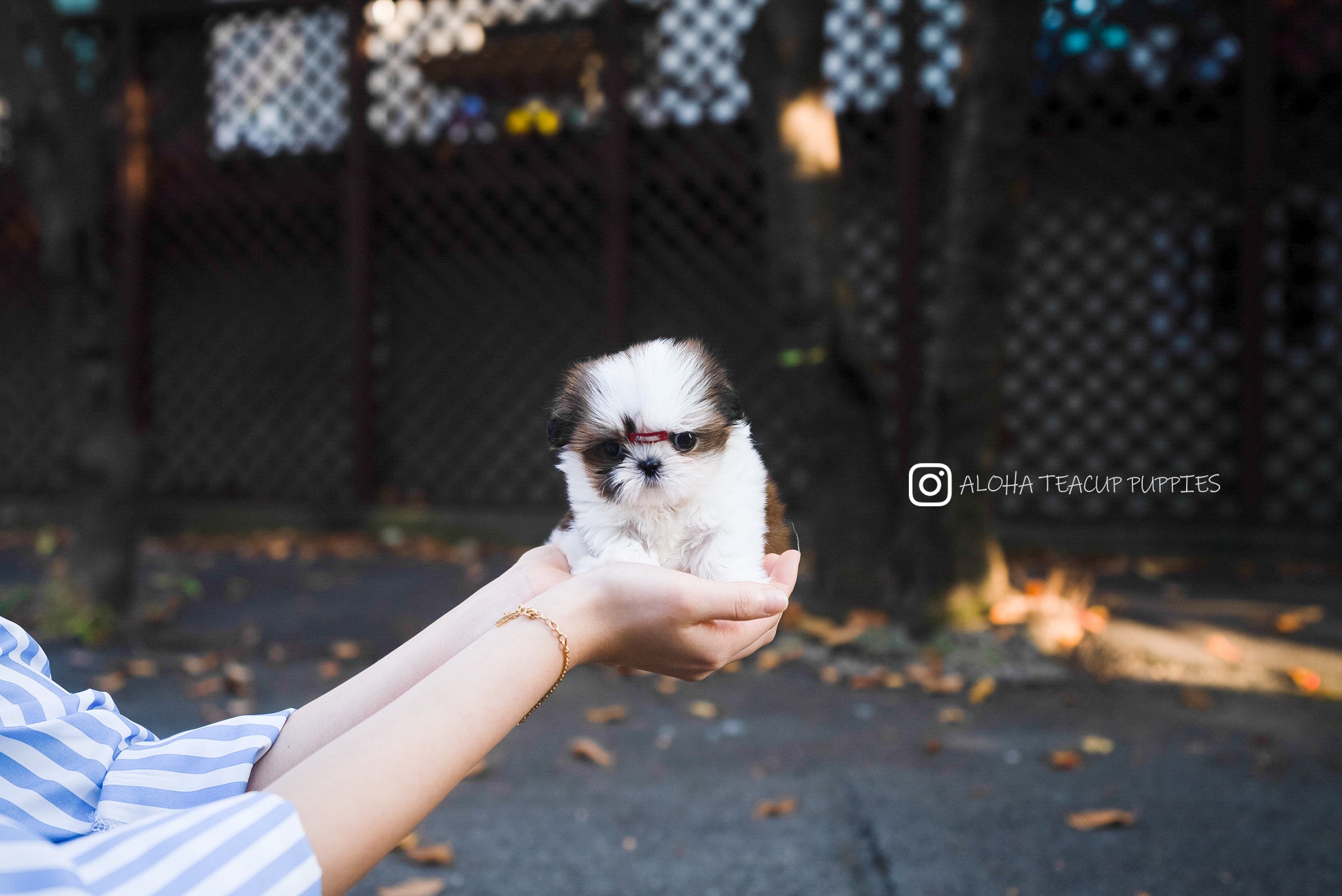 Maya [TEACUP SHIHTZU]