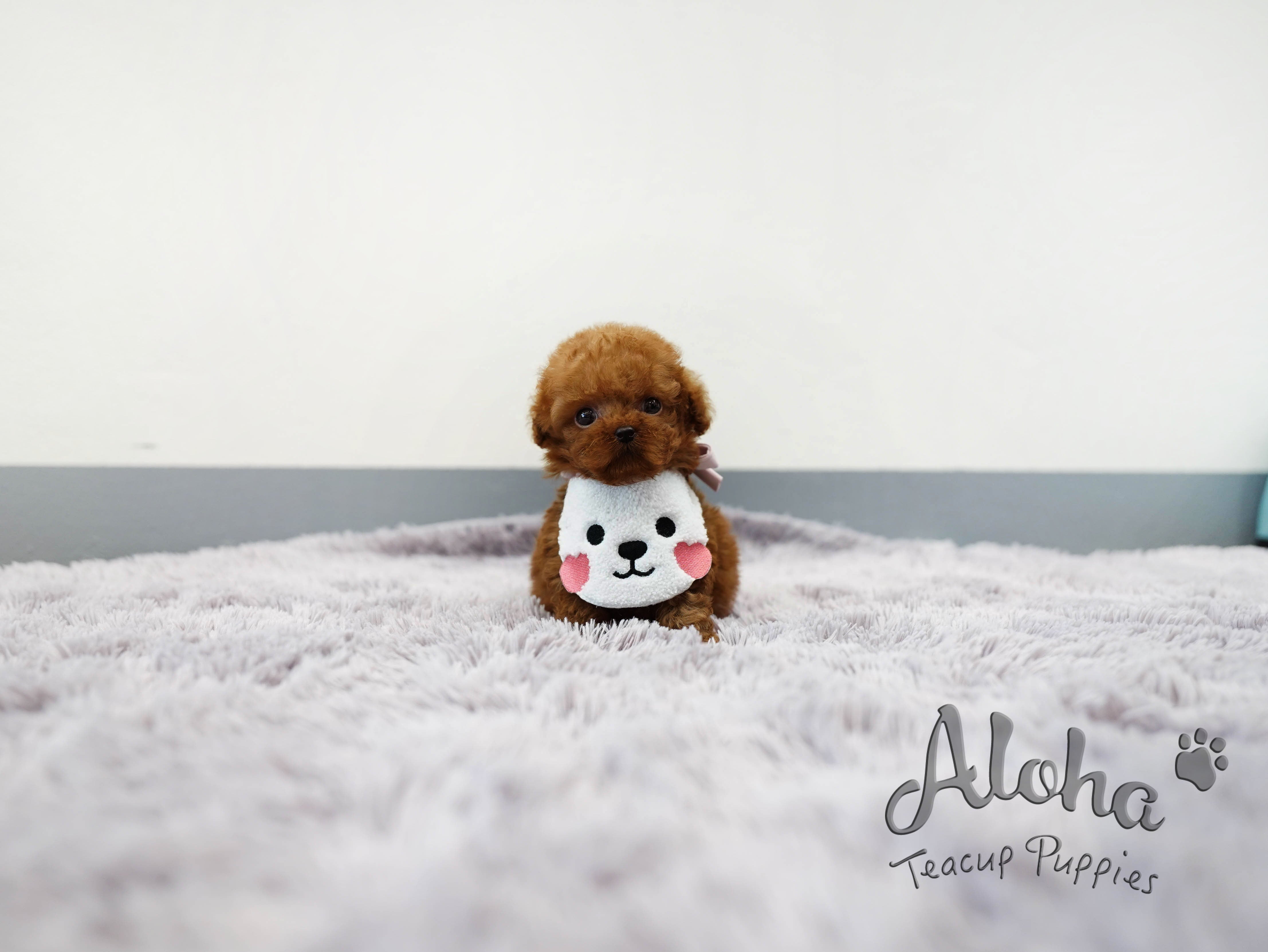 Teddy [TEACUP POODLE]