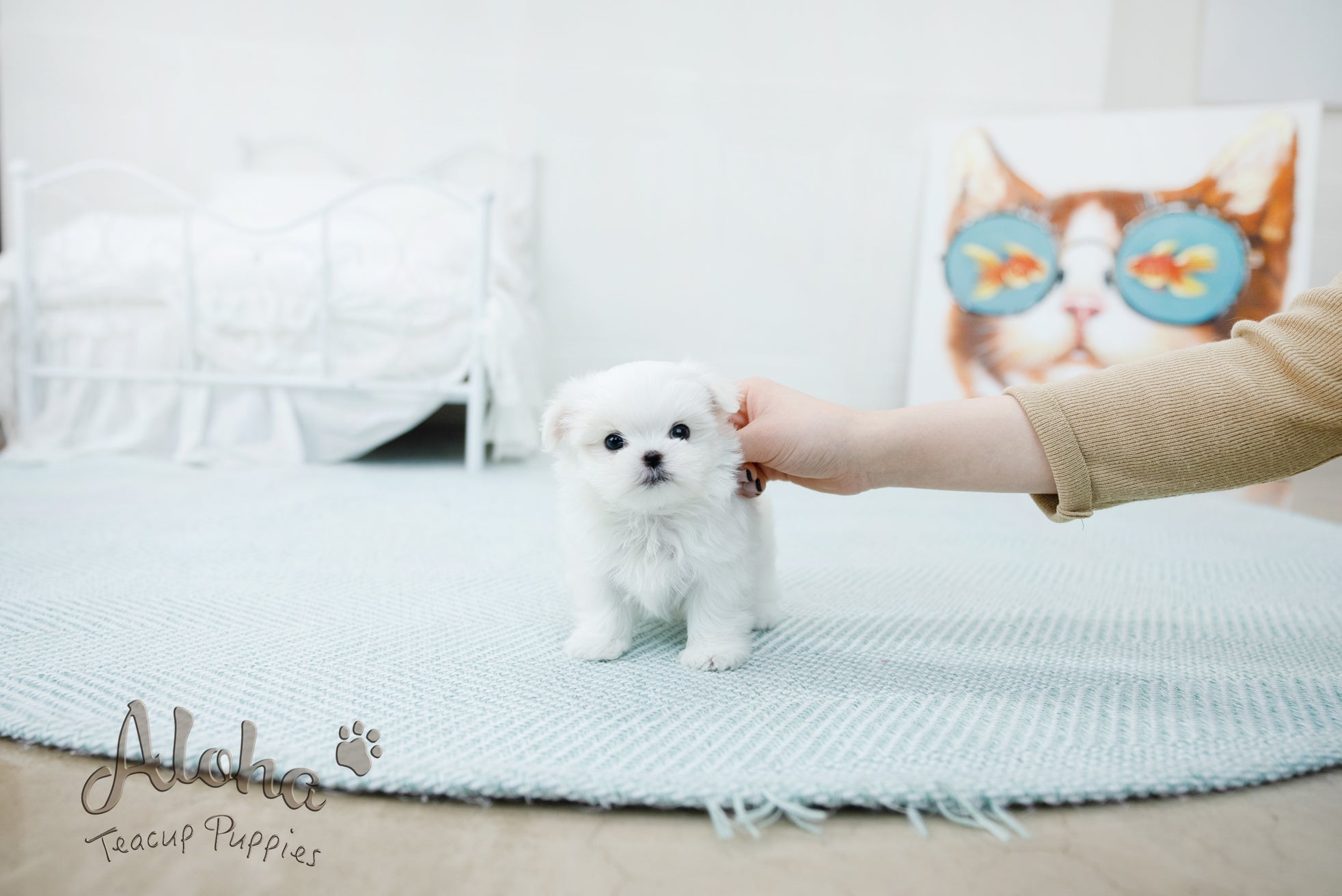Emma [TEACUP MALTESE]