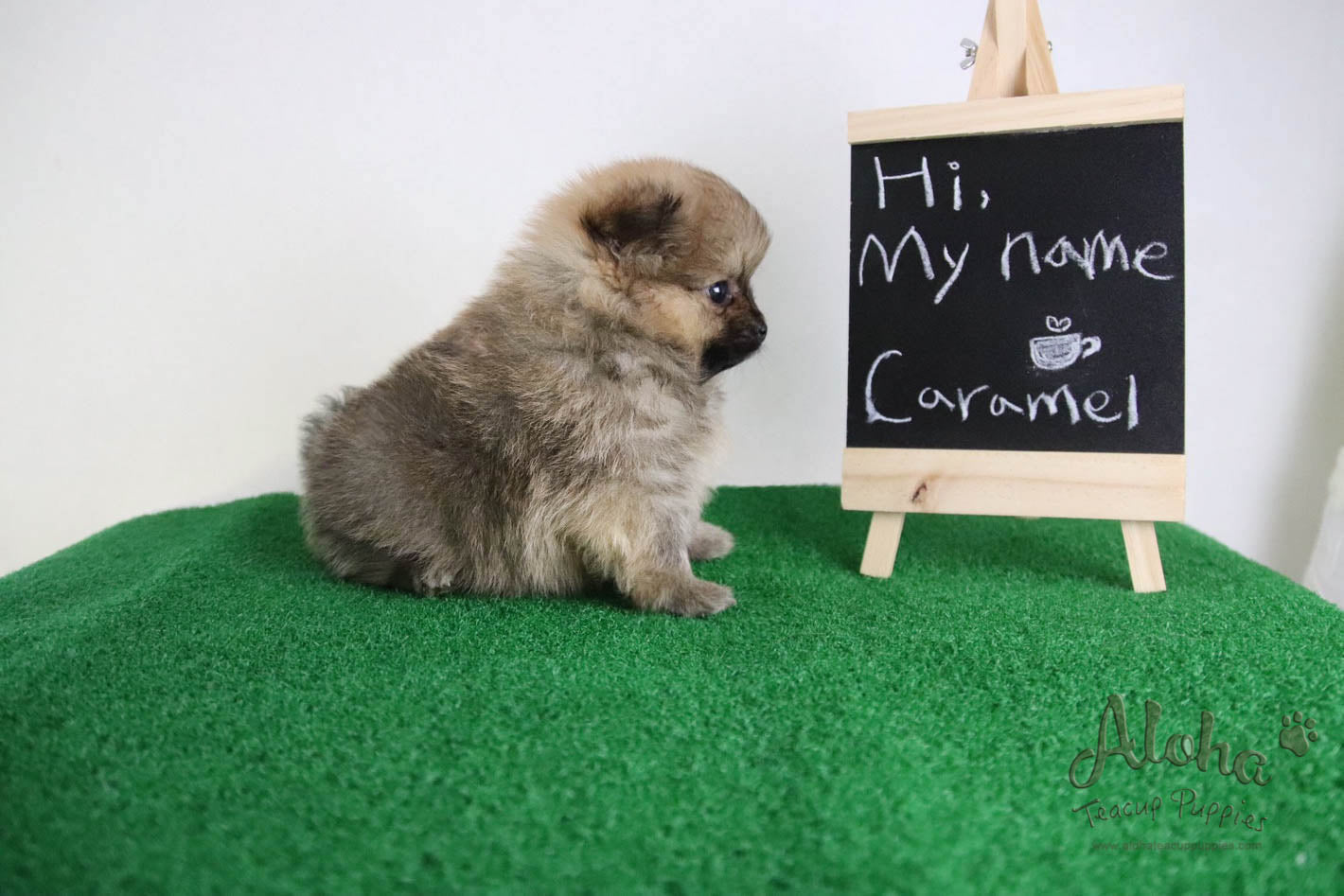 Caramel - [Pomeranian] - Reserved by Candide Monette