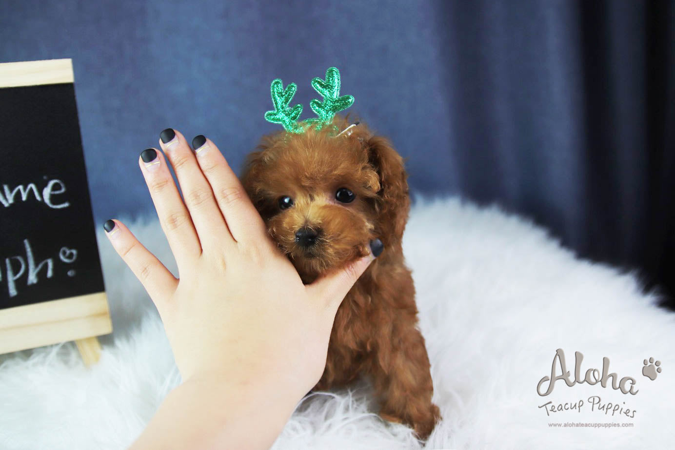Rudolph - [Poodle]
