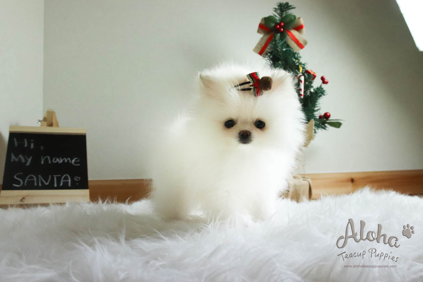 Santa - [Pomeranian]
