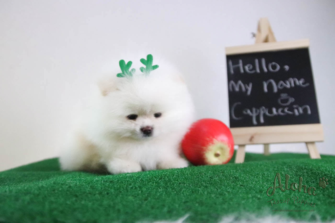 Cappuccino - [Pomeranian] - Reserved by Candide Monette