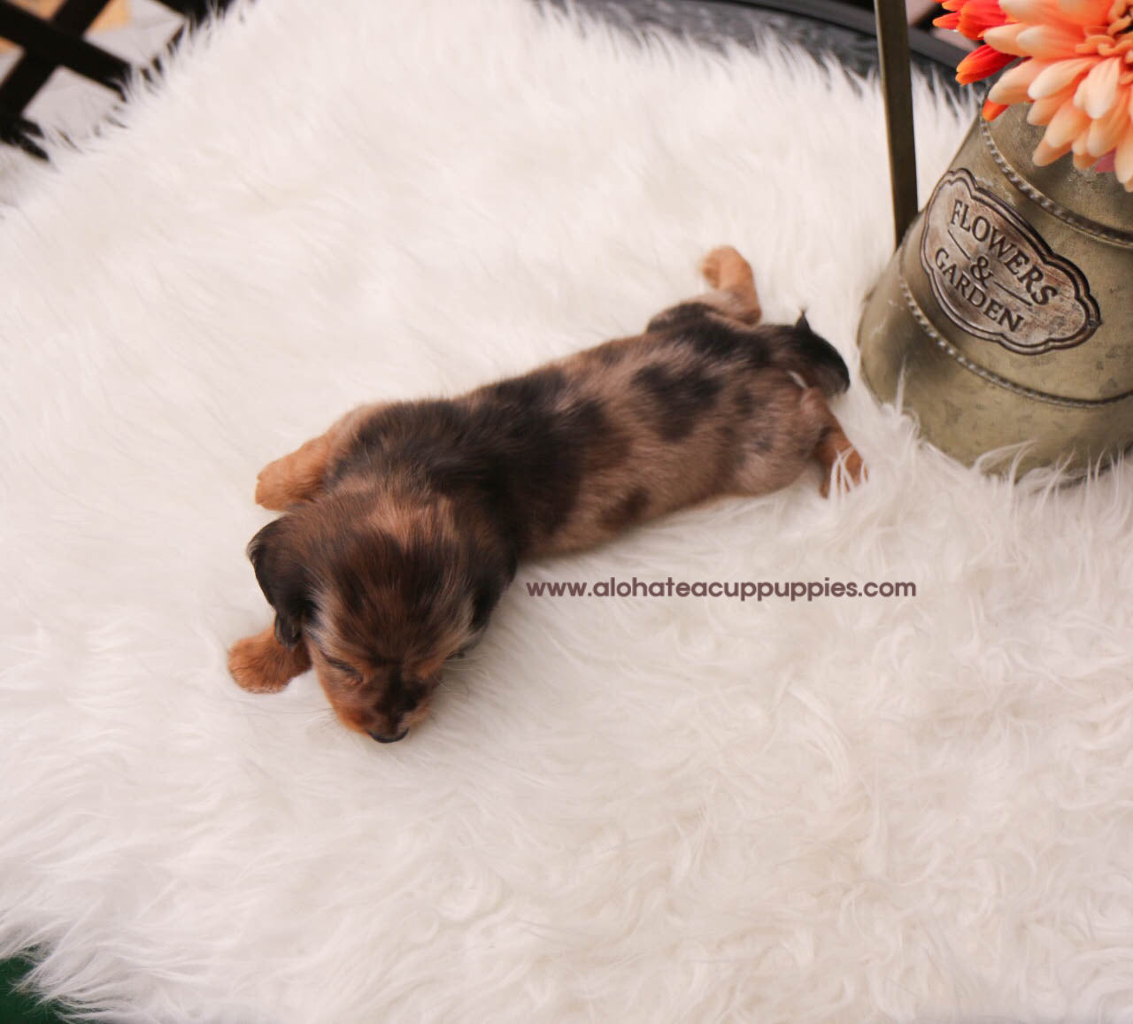 Ashley - [Dachshund]