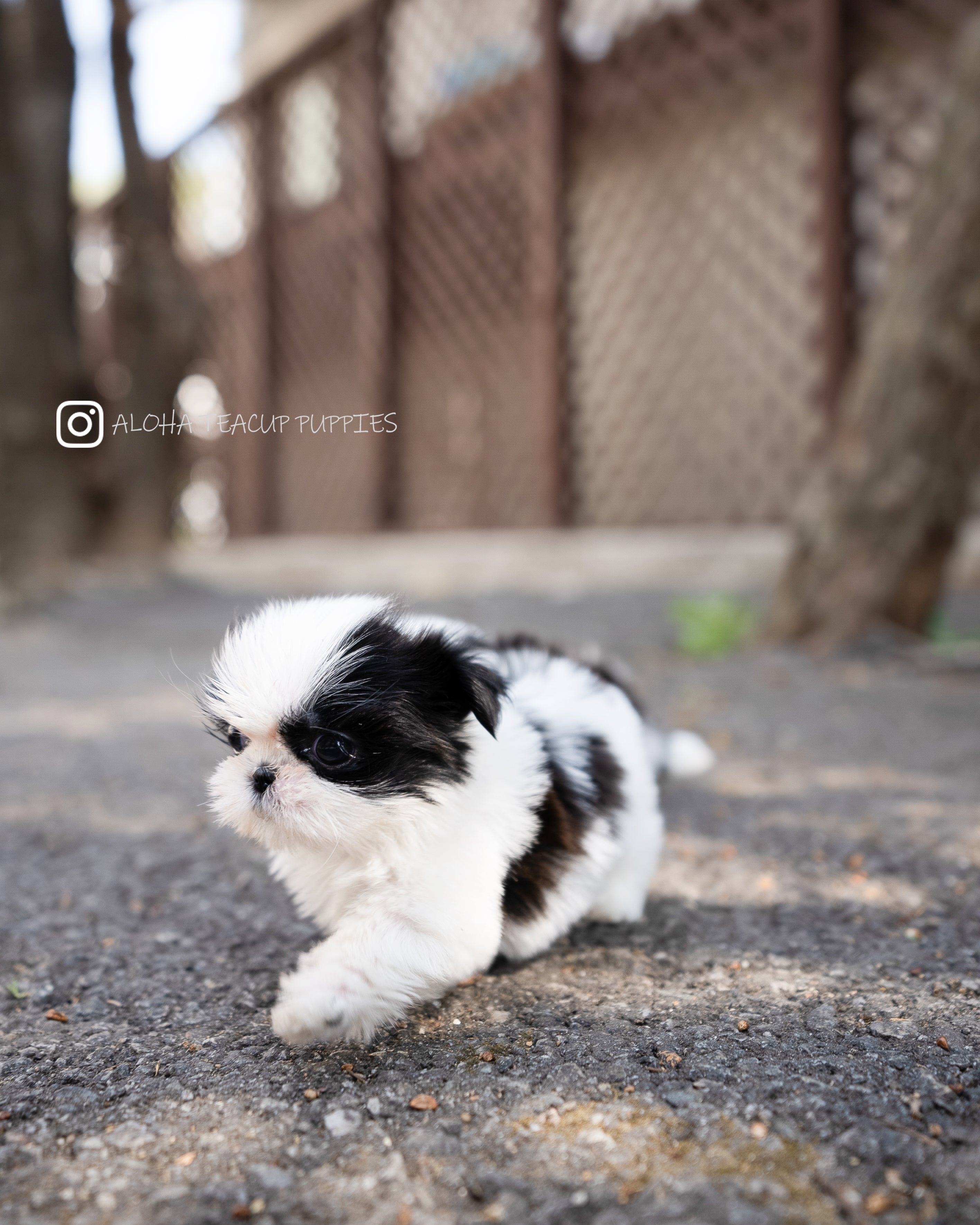 Freya [TEACUP SHIHTZU]