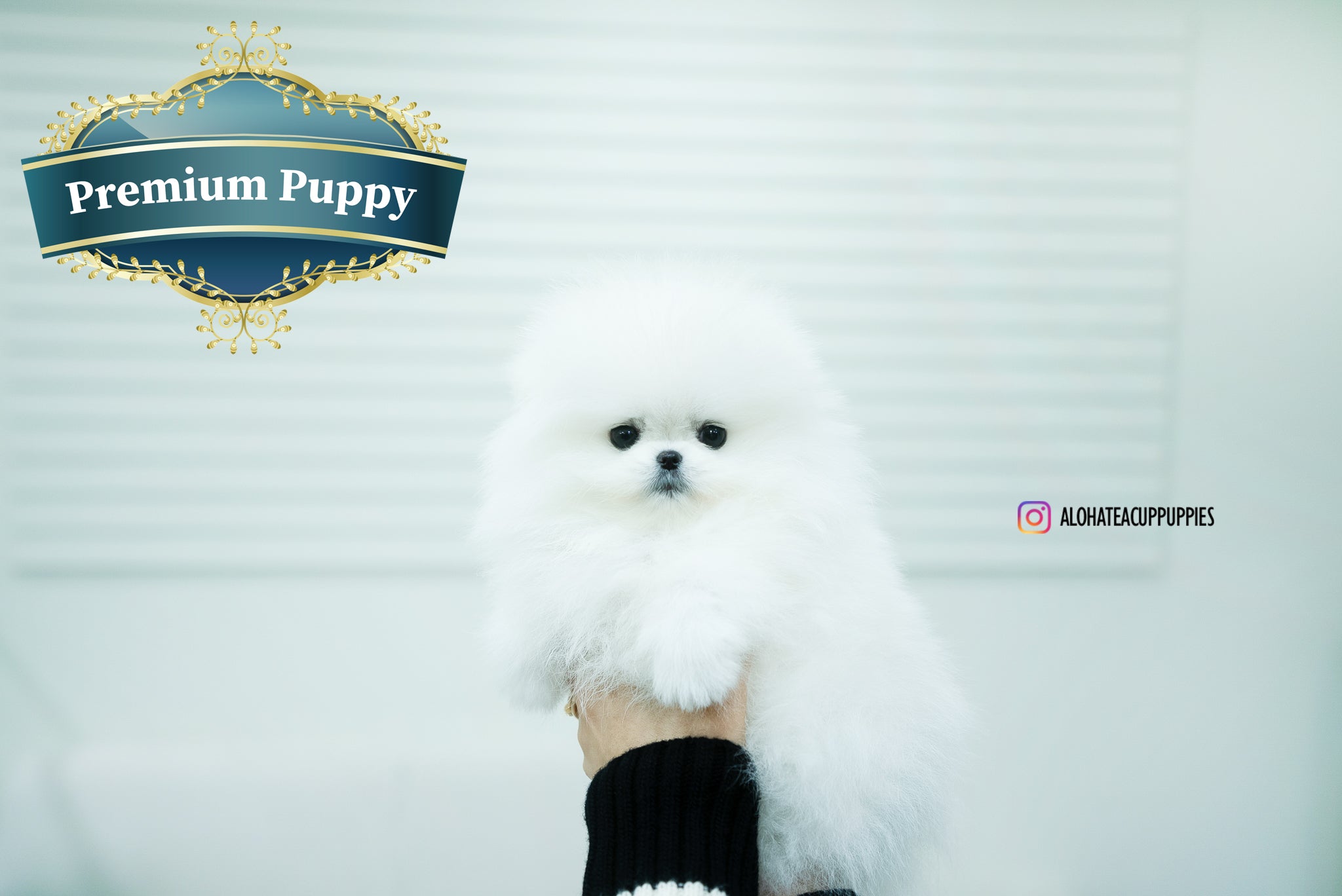 Aphrodite [TEACUP POMERANIAN]