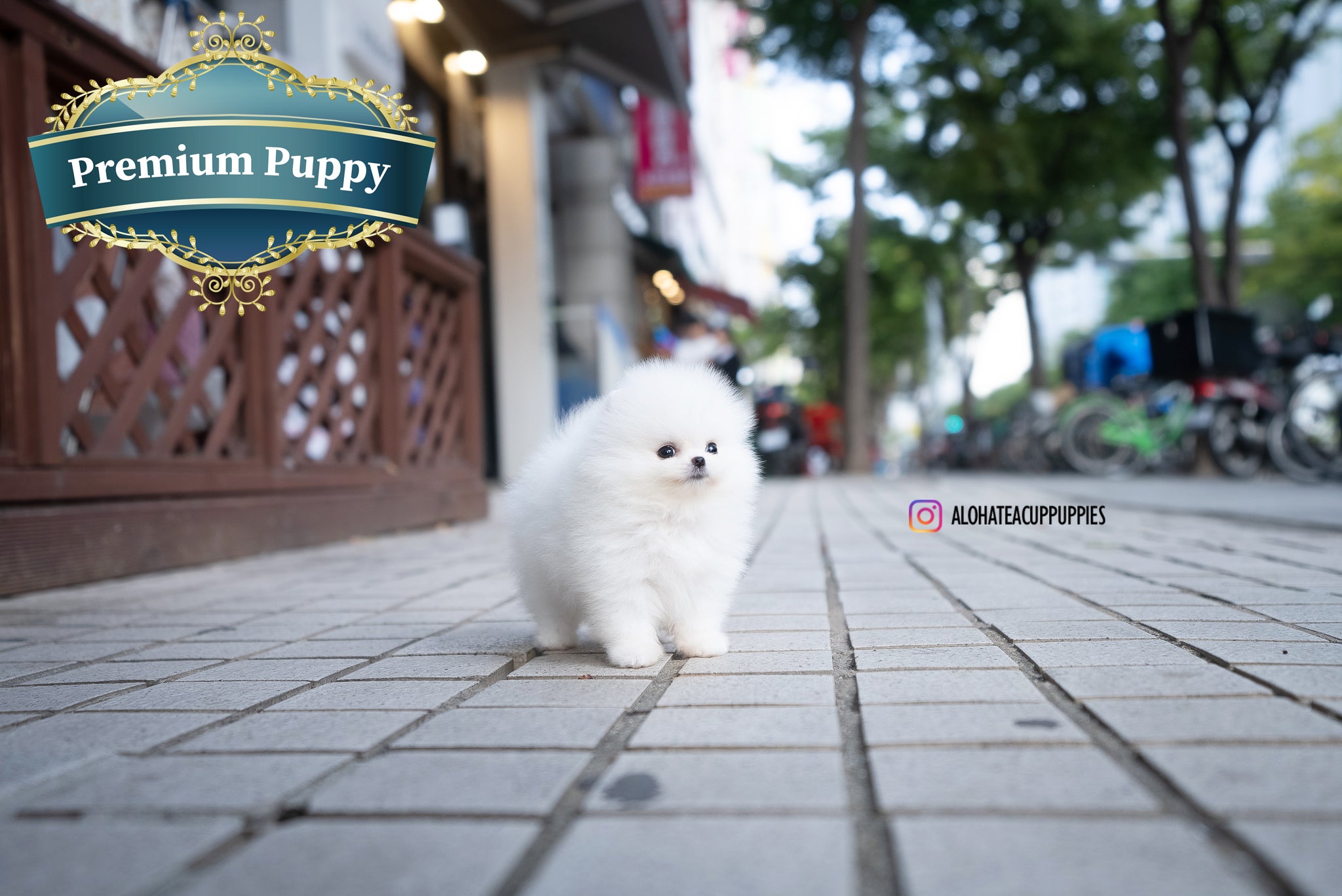 Romy [TEACUP POMERANIAN]