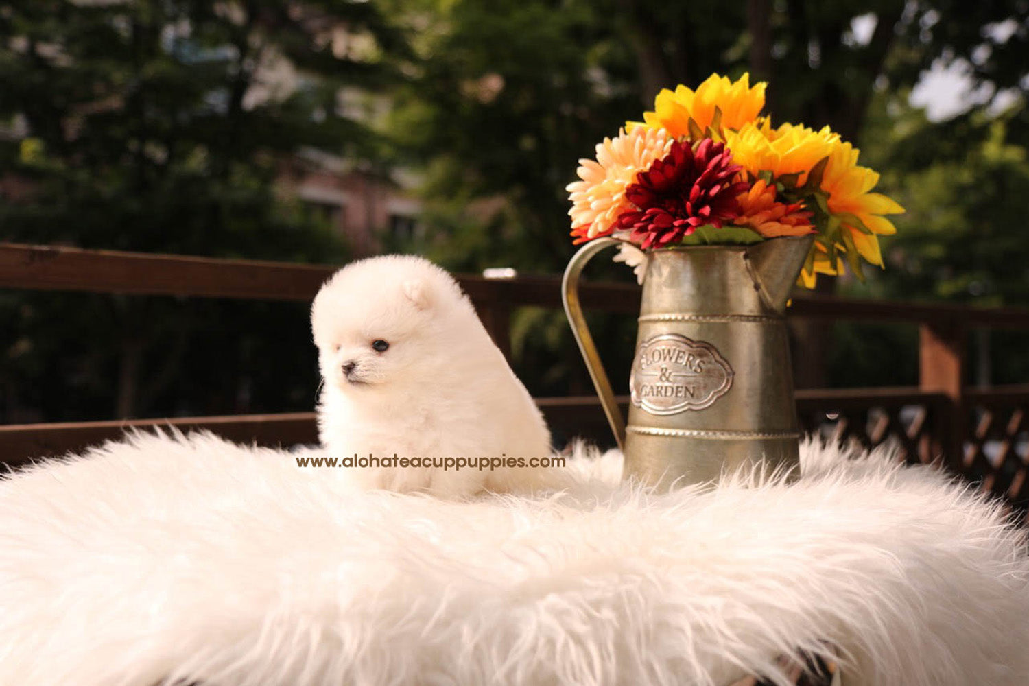 Phoebe - [Pomerania] - Vendida a Jason Chen