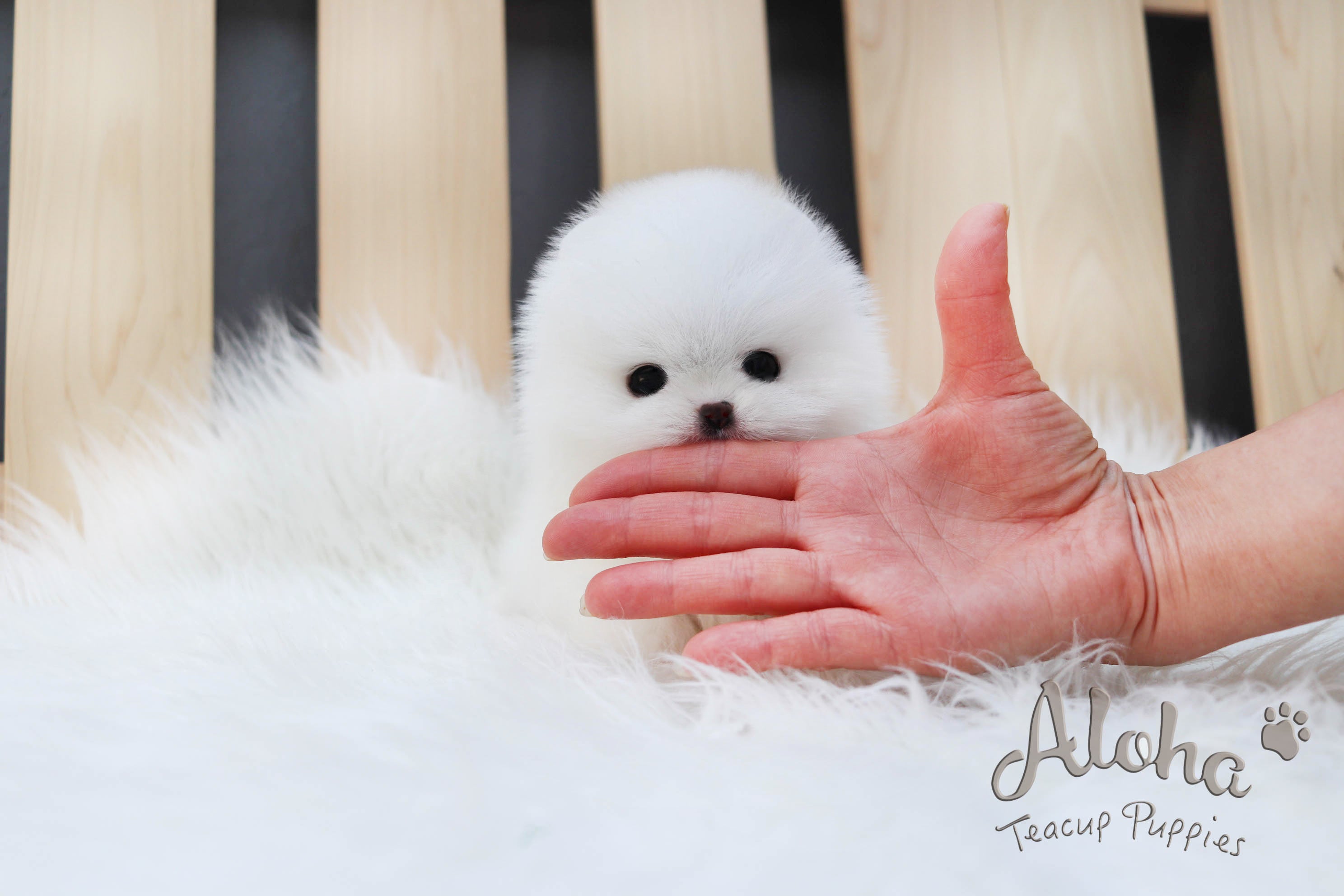 Vendido a Corinna, Gelato [Pomerania Toy]
