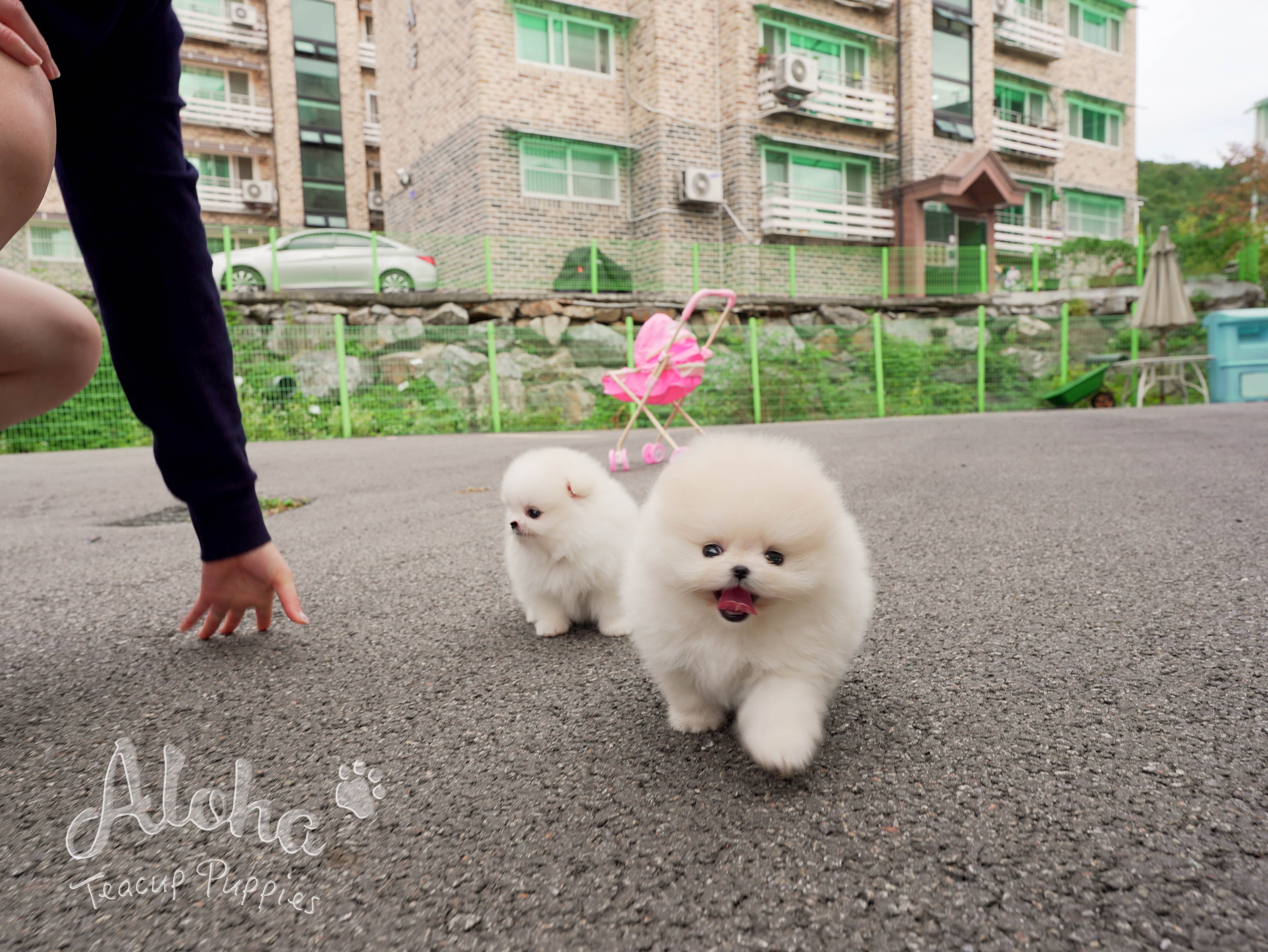 Caramel [TEACUP Pomeranian]