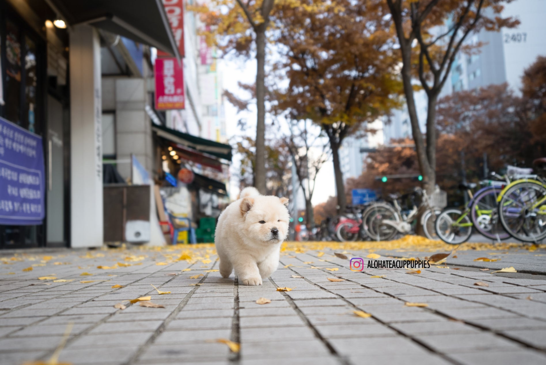 Cow [Mini Chow Chow]