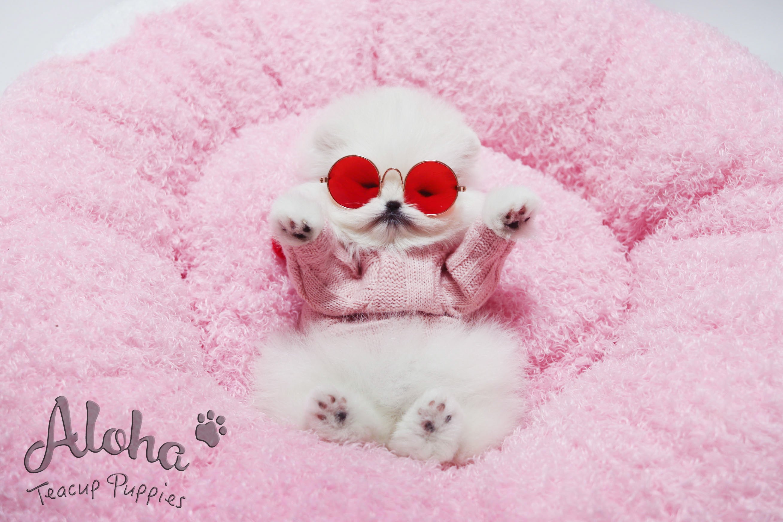Sold to Samier, Merry [TEACUP POMERANIAN]