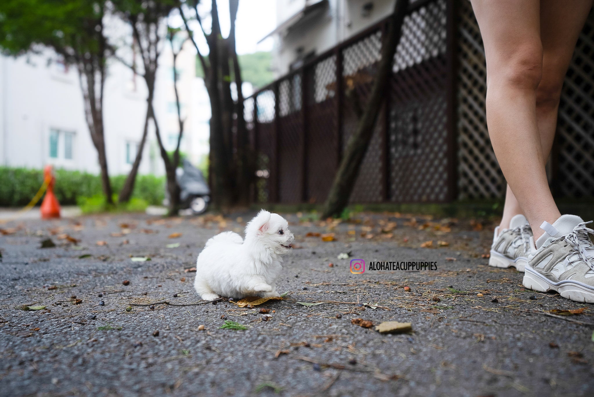 Dan [TEACUP MALTESE]