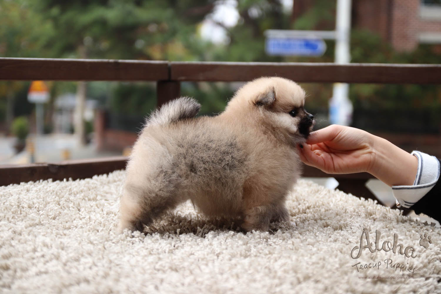 Mong - [Pomeranian]