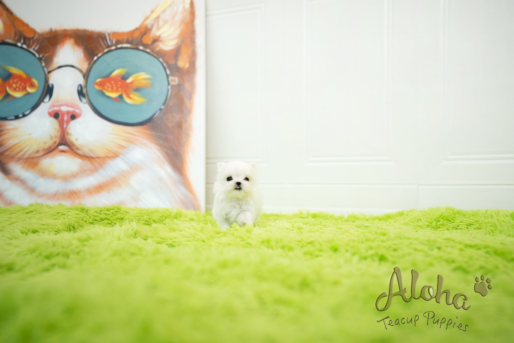 Sophia [TEACUP MALTESE]