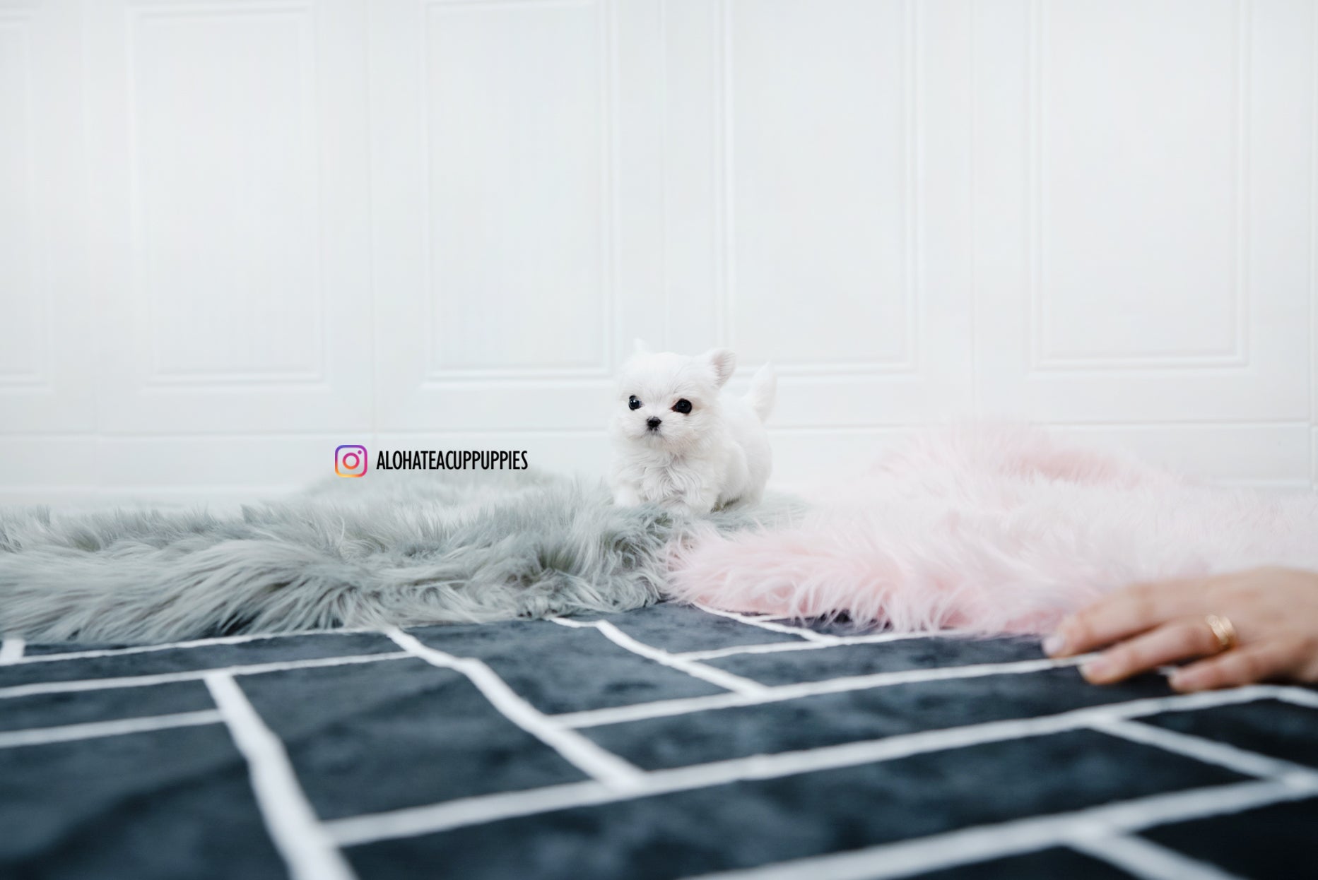 Tiana [TEACUP MALTESE]