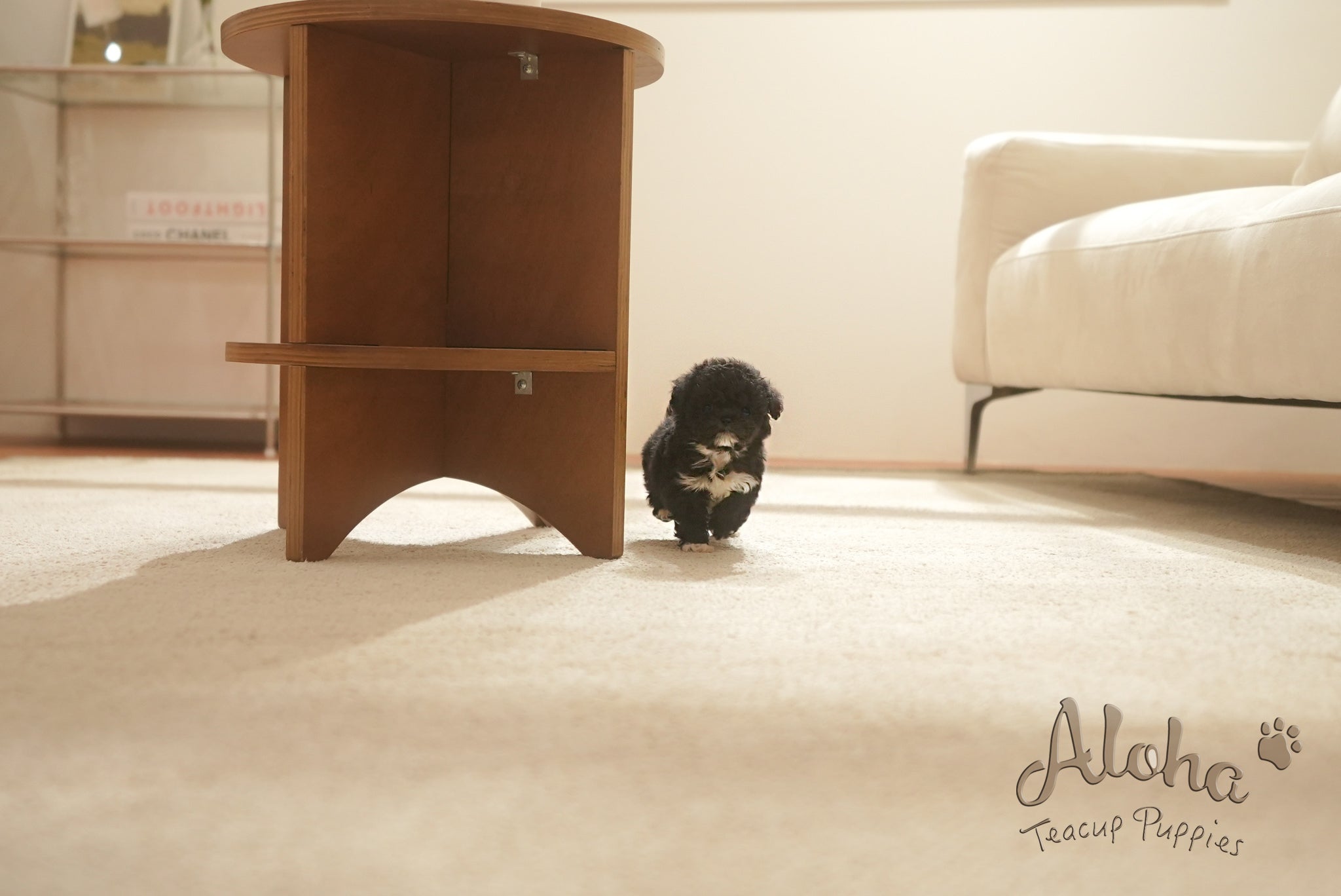 Remi [TEACUP POODLE]