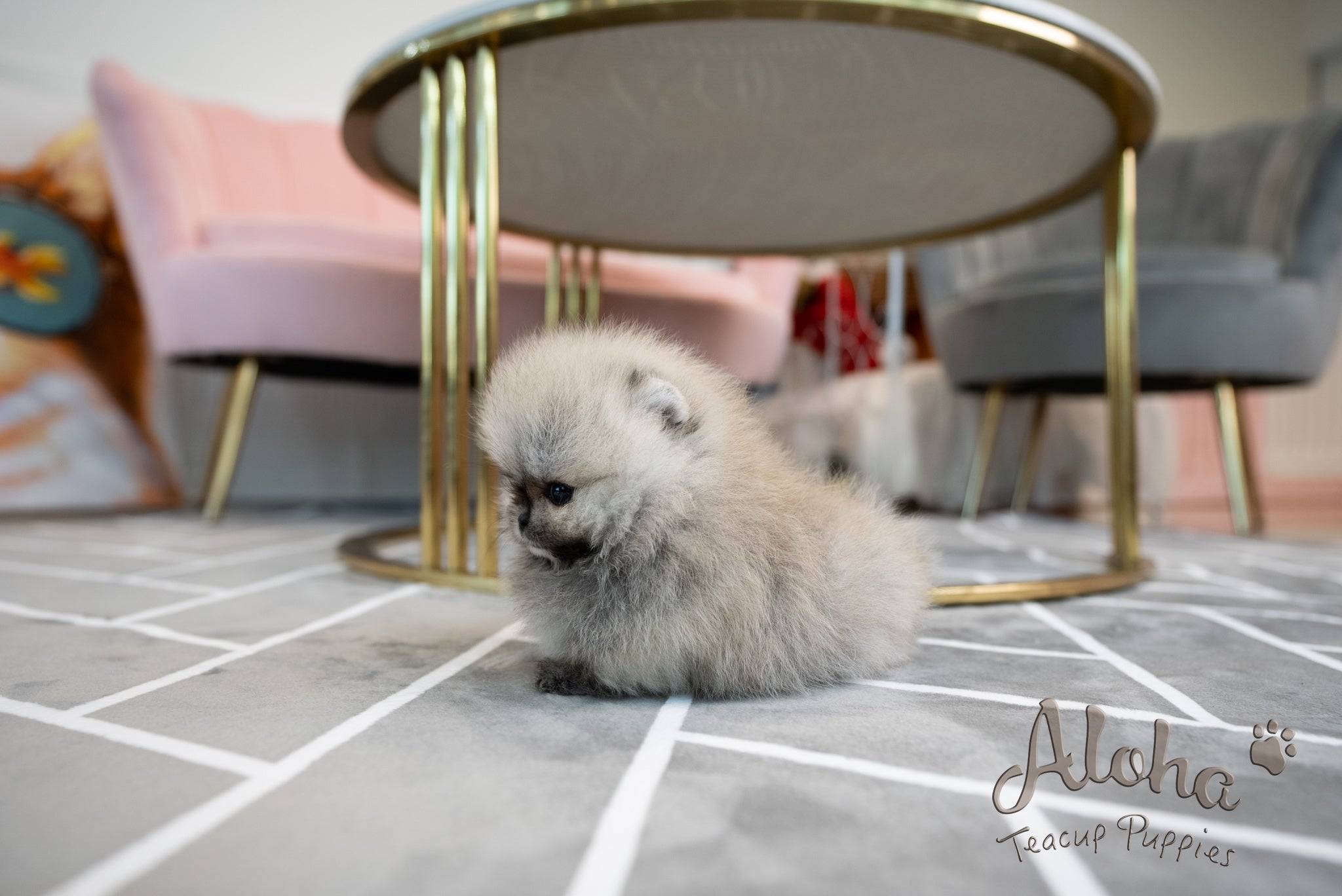Bianca [TEACUP POMERANIAN]