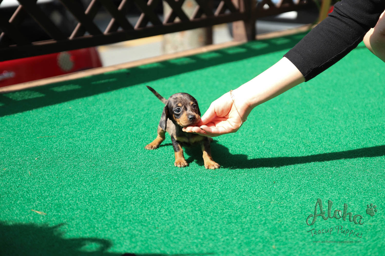 Martina - [Dachshund]