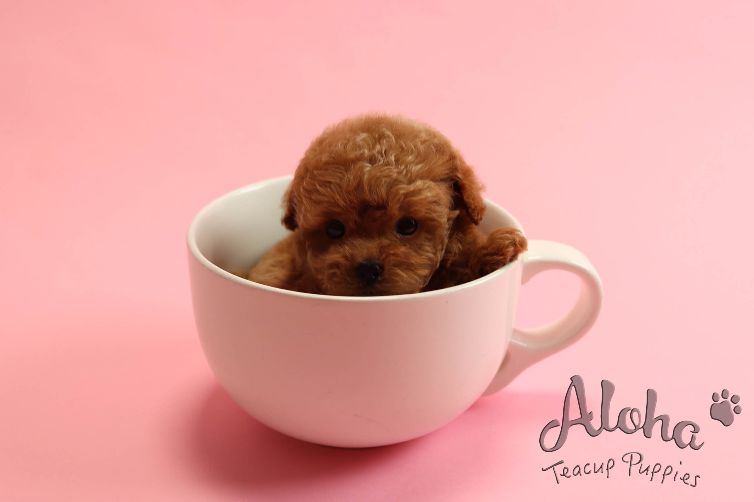 Sold to Diana, JELLY [TEACUP MALTIPOO]