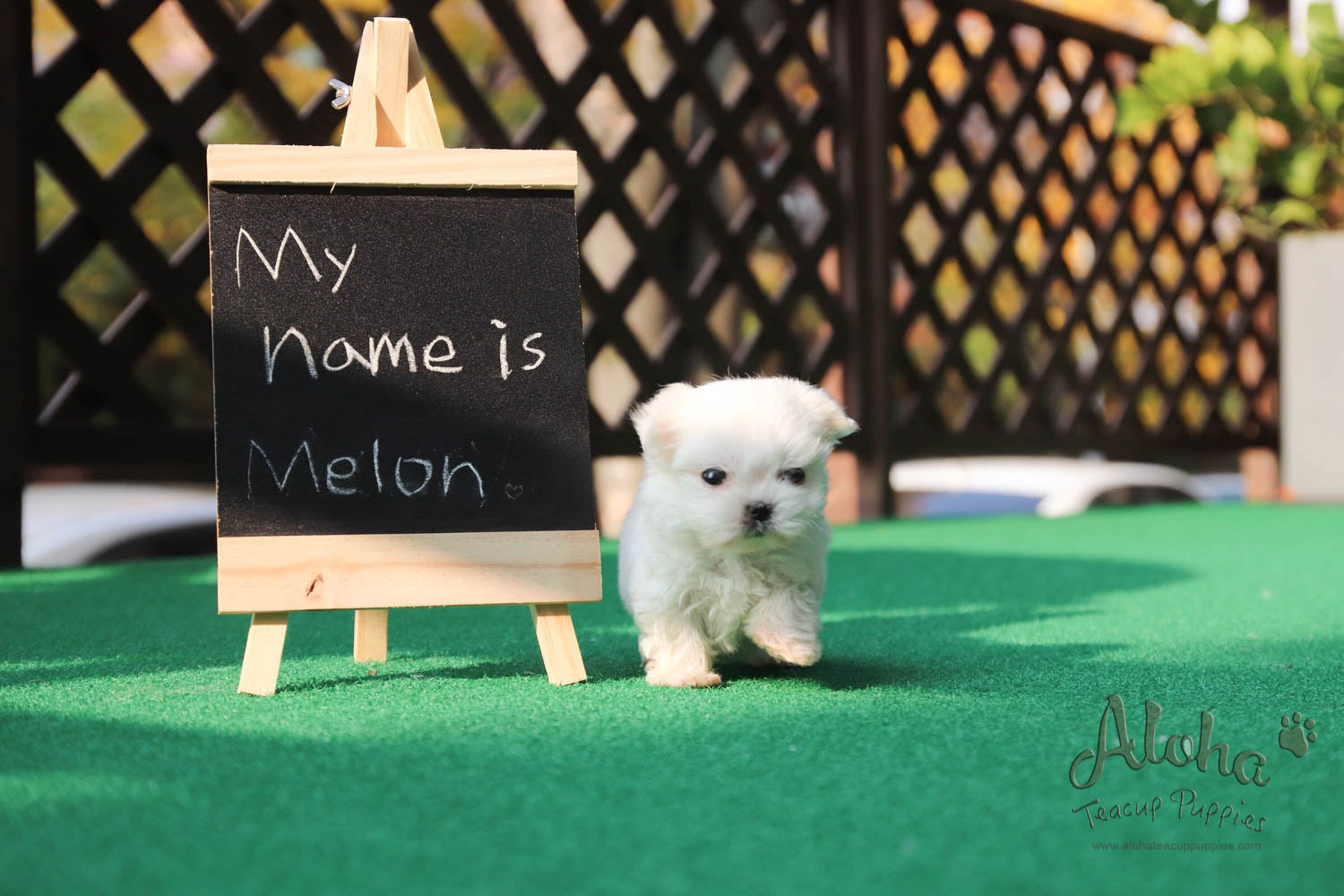 Melon [Maltés de taza de té]