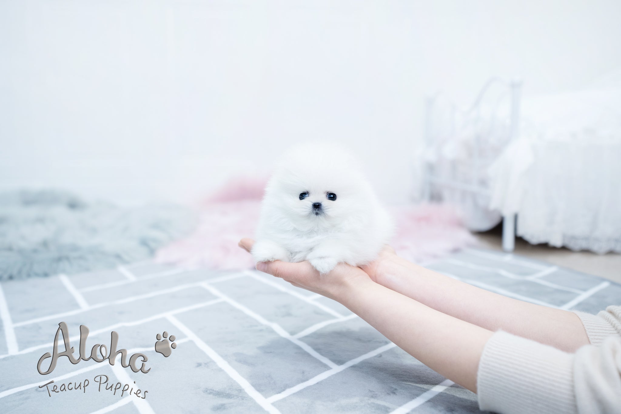Bear [TEACUP POMERANIAN]