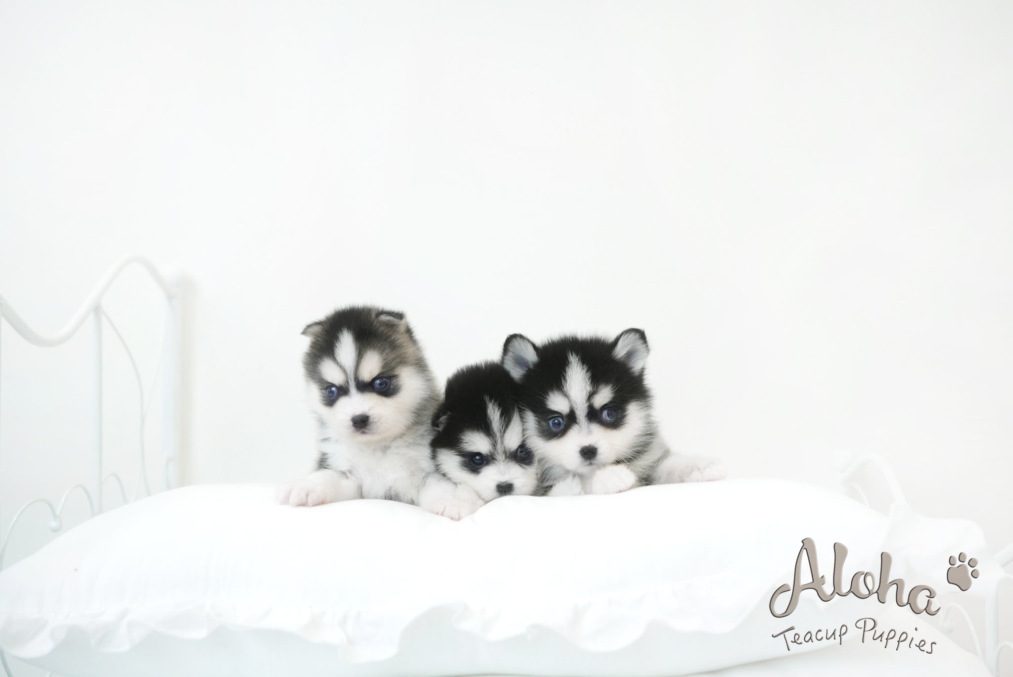 Emma&Edison [TEACUP POMSKY]