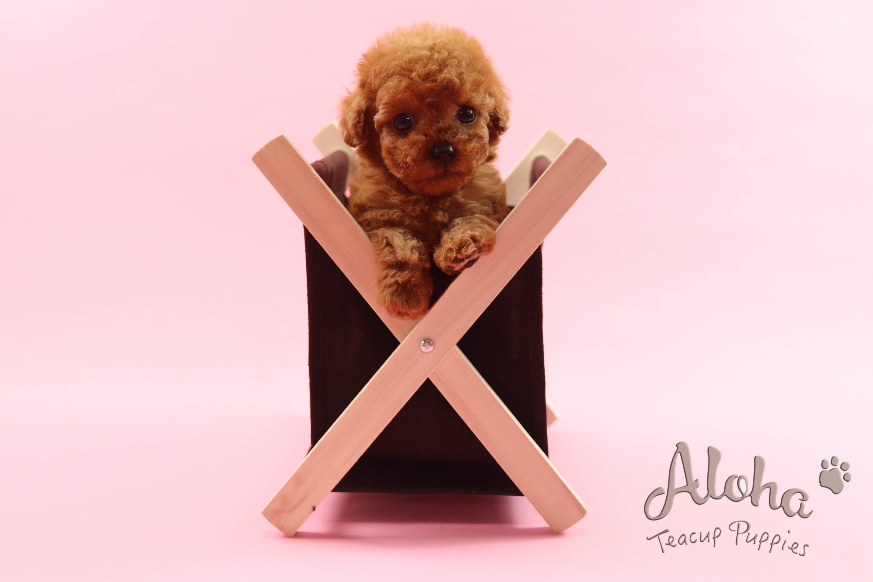 Sold to Victoria, Ruby [Teacup Poodle]