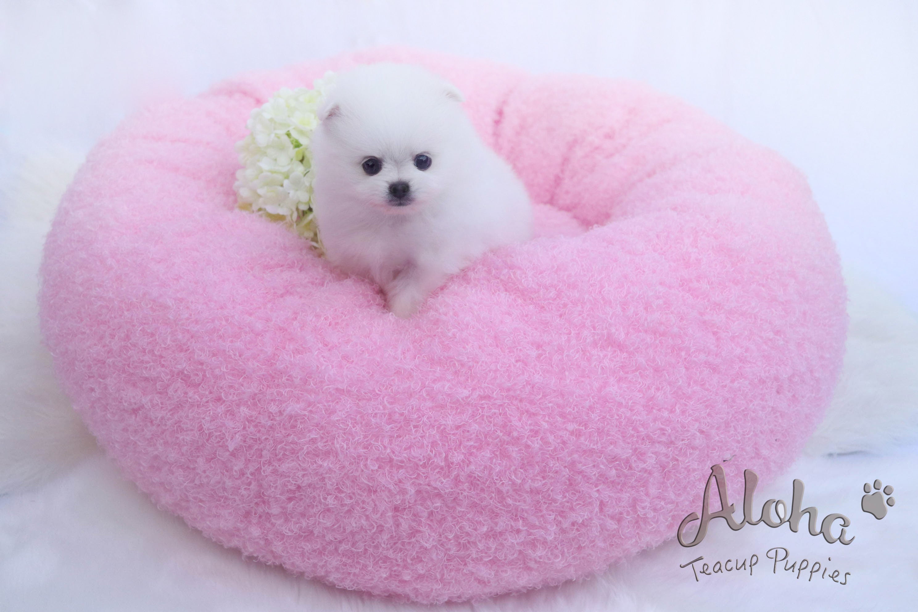 Vendido a T, DAISY - [Pomerania Toy]