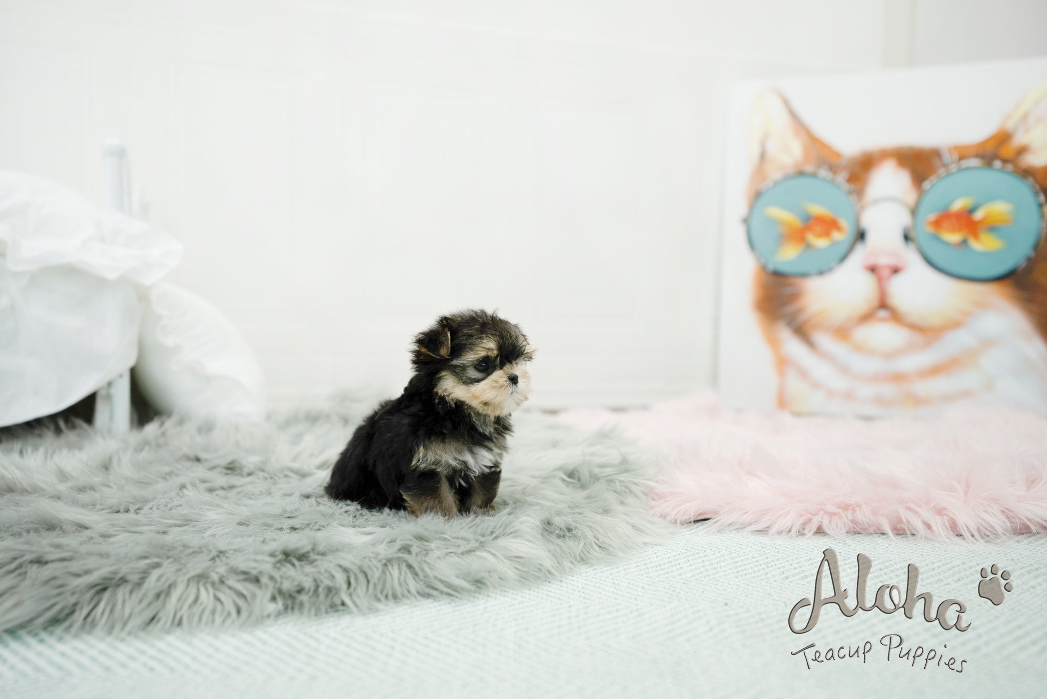 Oliver [TEACUP morkie]