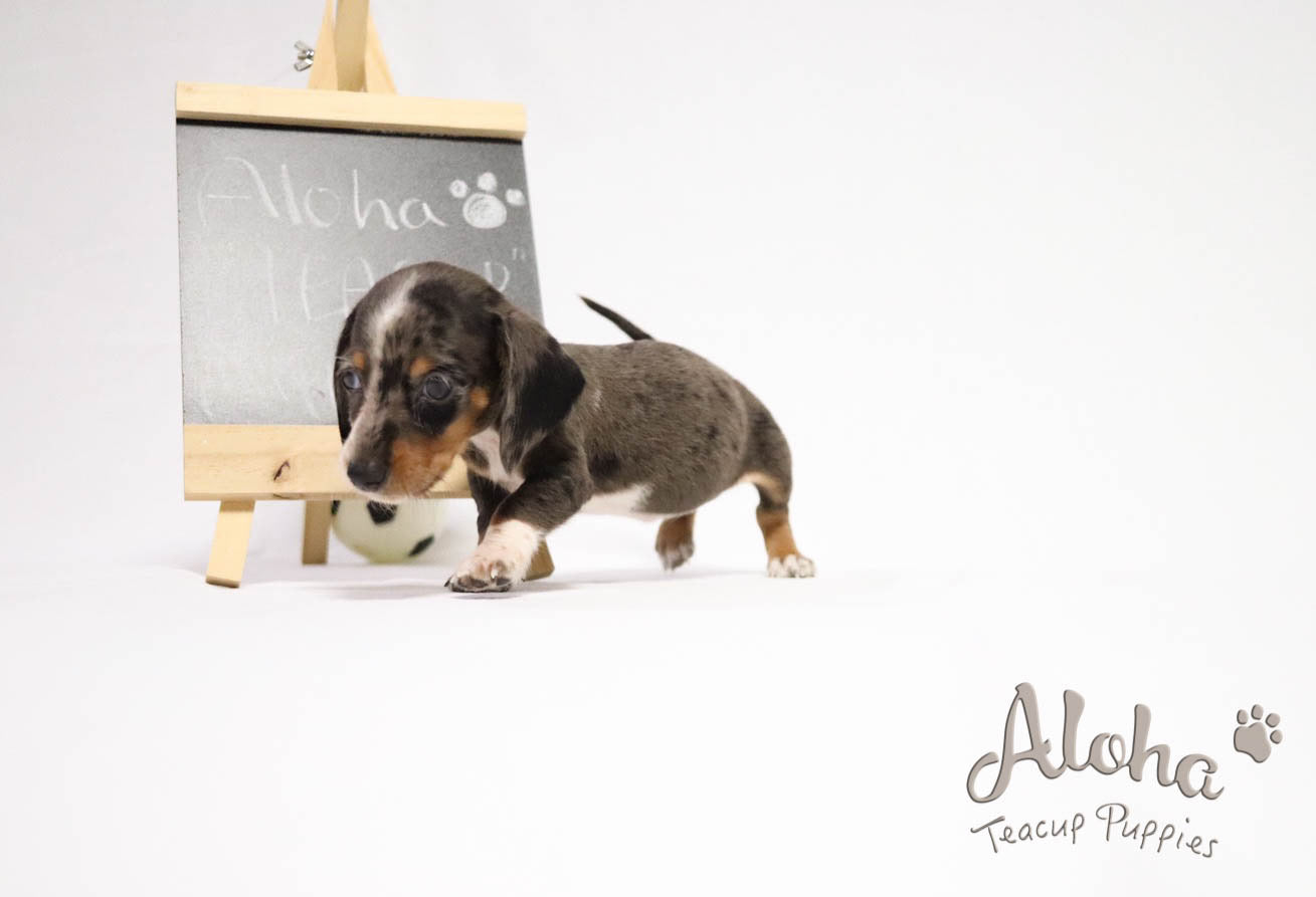 Sold to Eva, BELLA - [Teacup Dachshund]