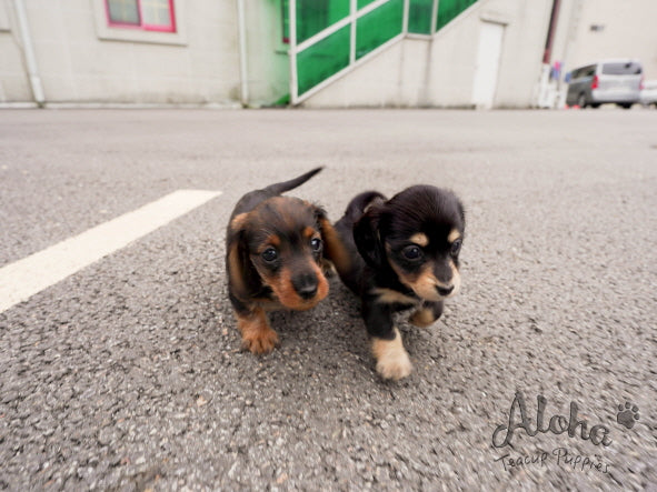 Isabella [Dachshund MINIATURA]